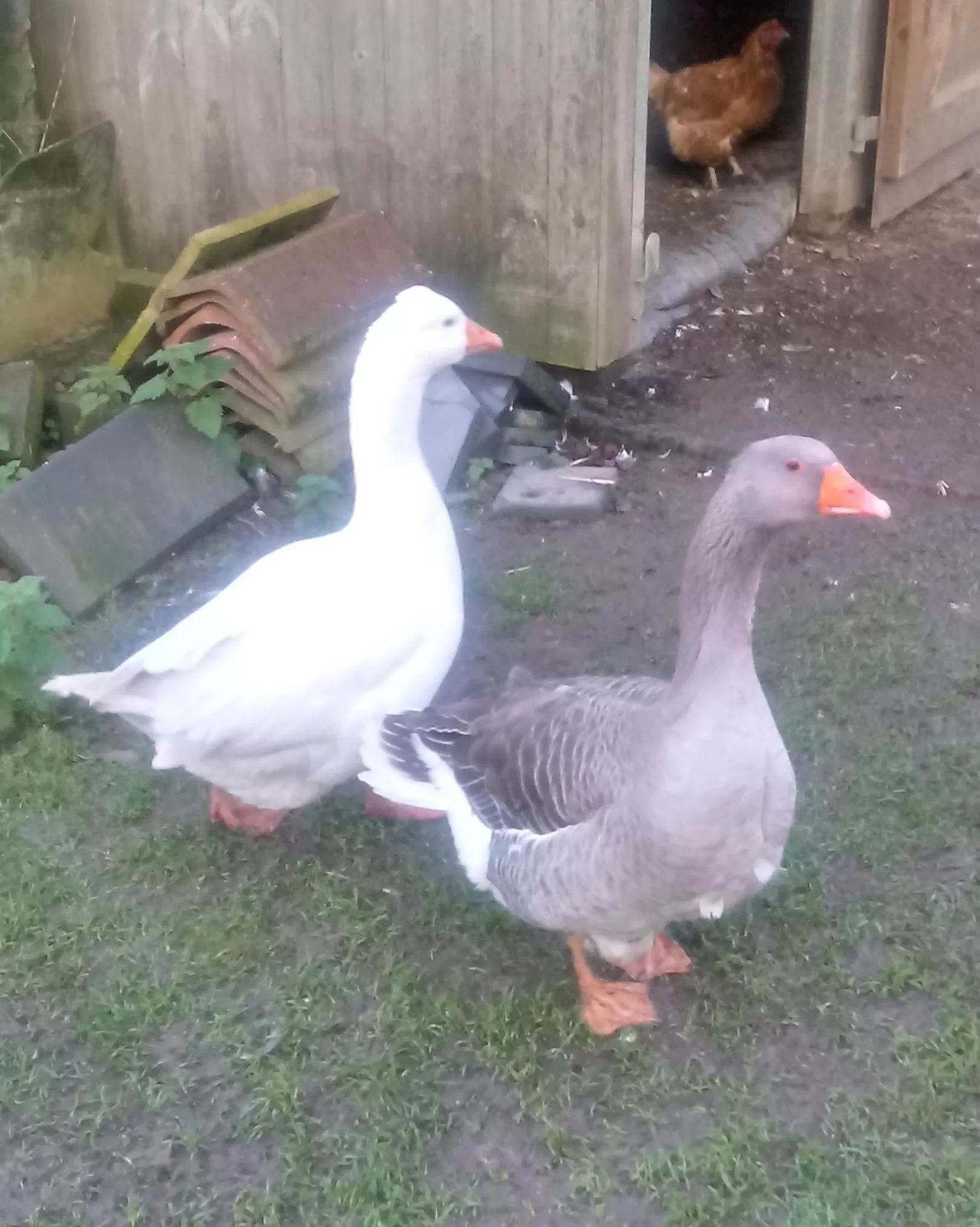 Animals in Claw House