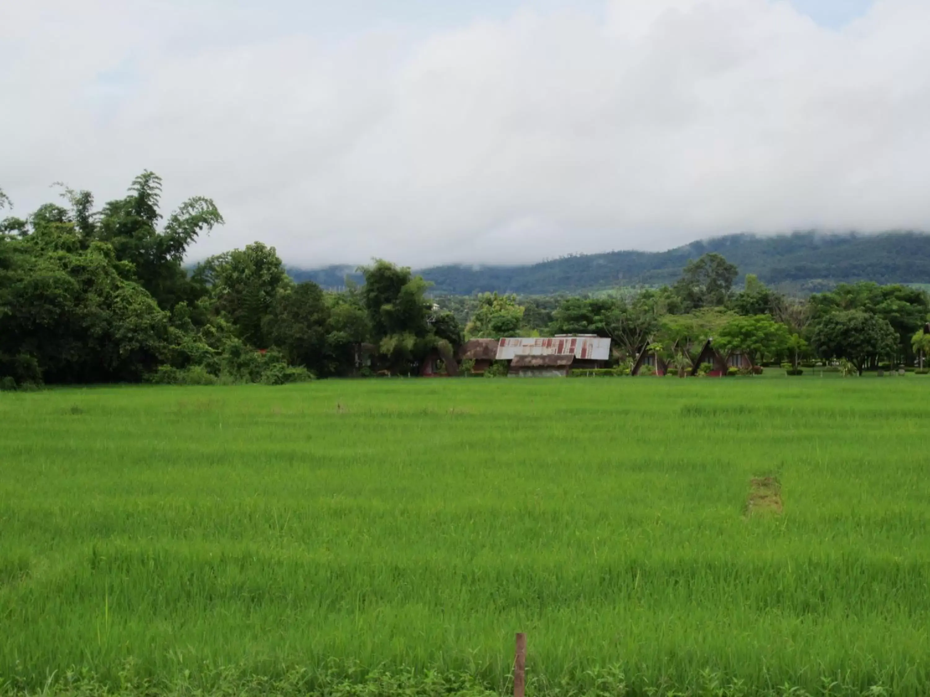 View (from property/room) in Pai My Guest Resort - SHA Plus View (from property/room) in Pai My Guest Resort - SHA Plus