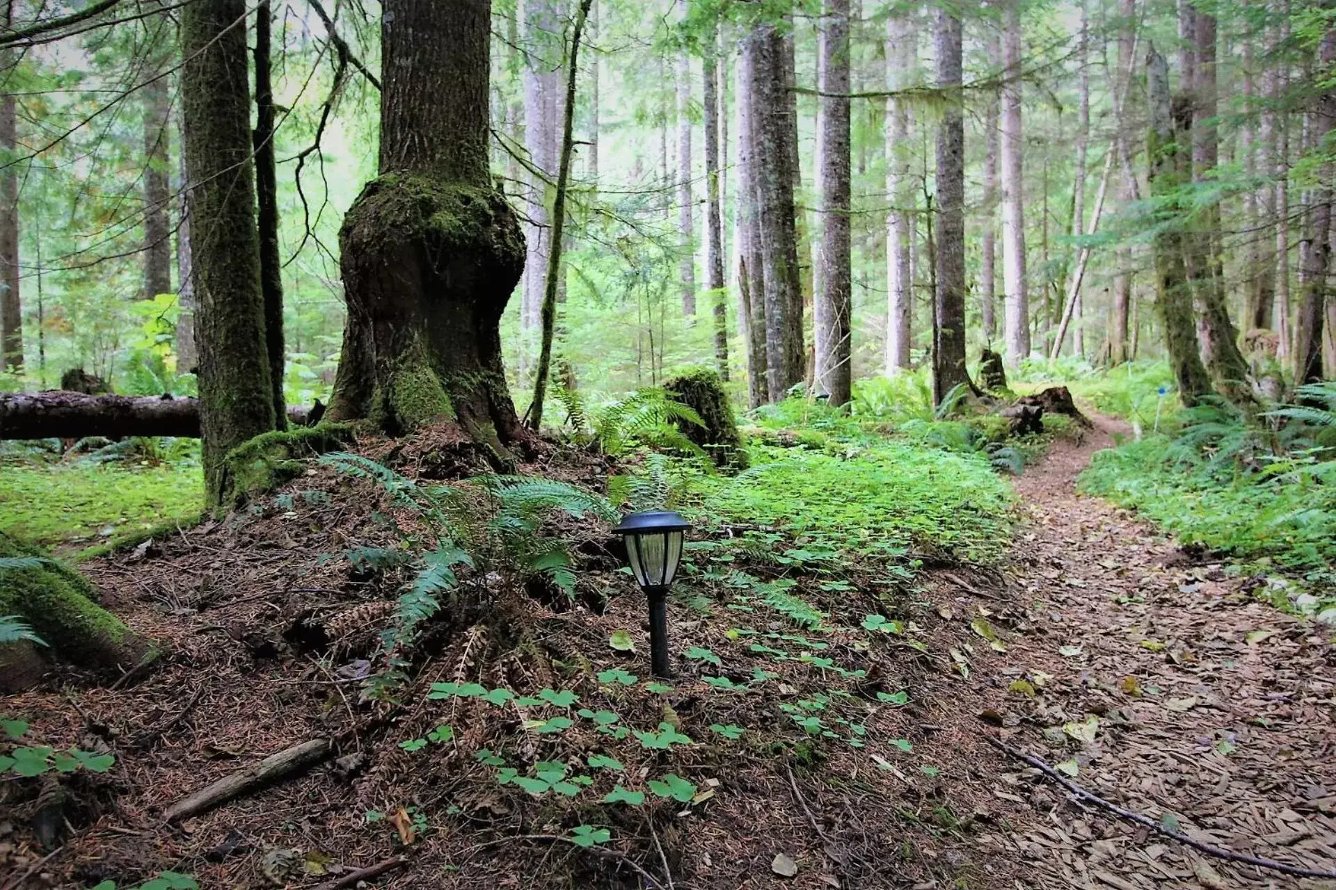 Natural landscape in Alexander's Lodge