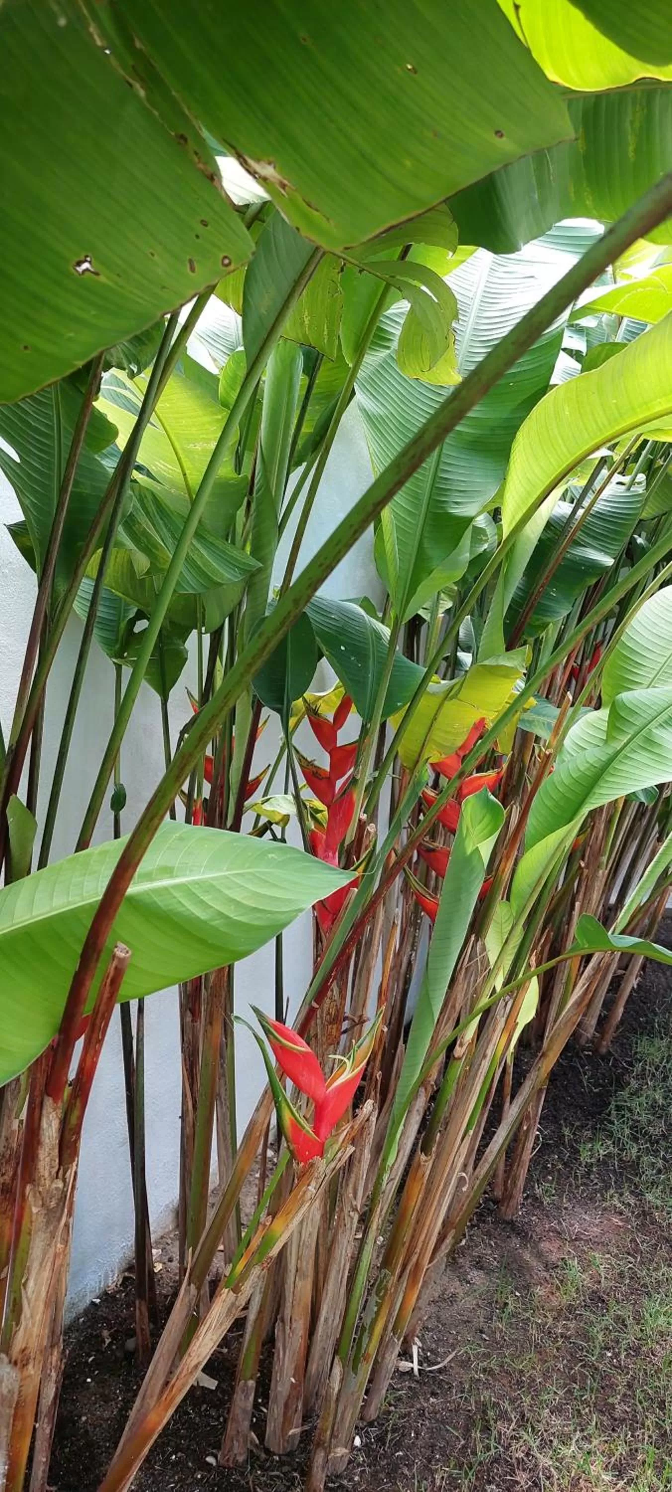 Garden in Arataba Hotel Boutique e Bistrô - 150 mts do mar