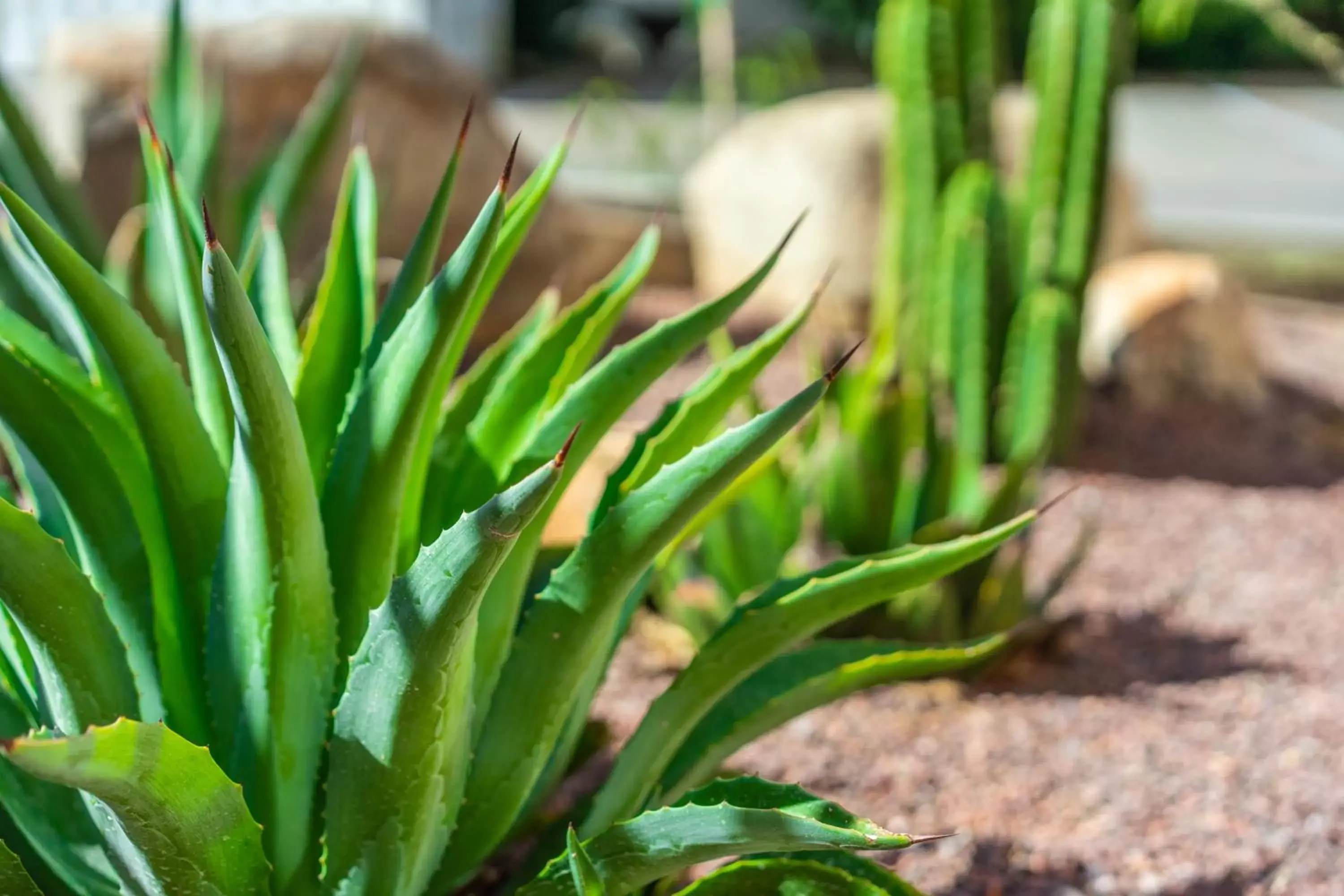 Garden in Sierra Suites Boutique Hotel