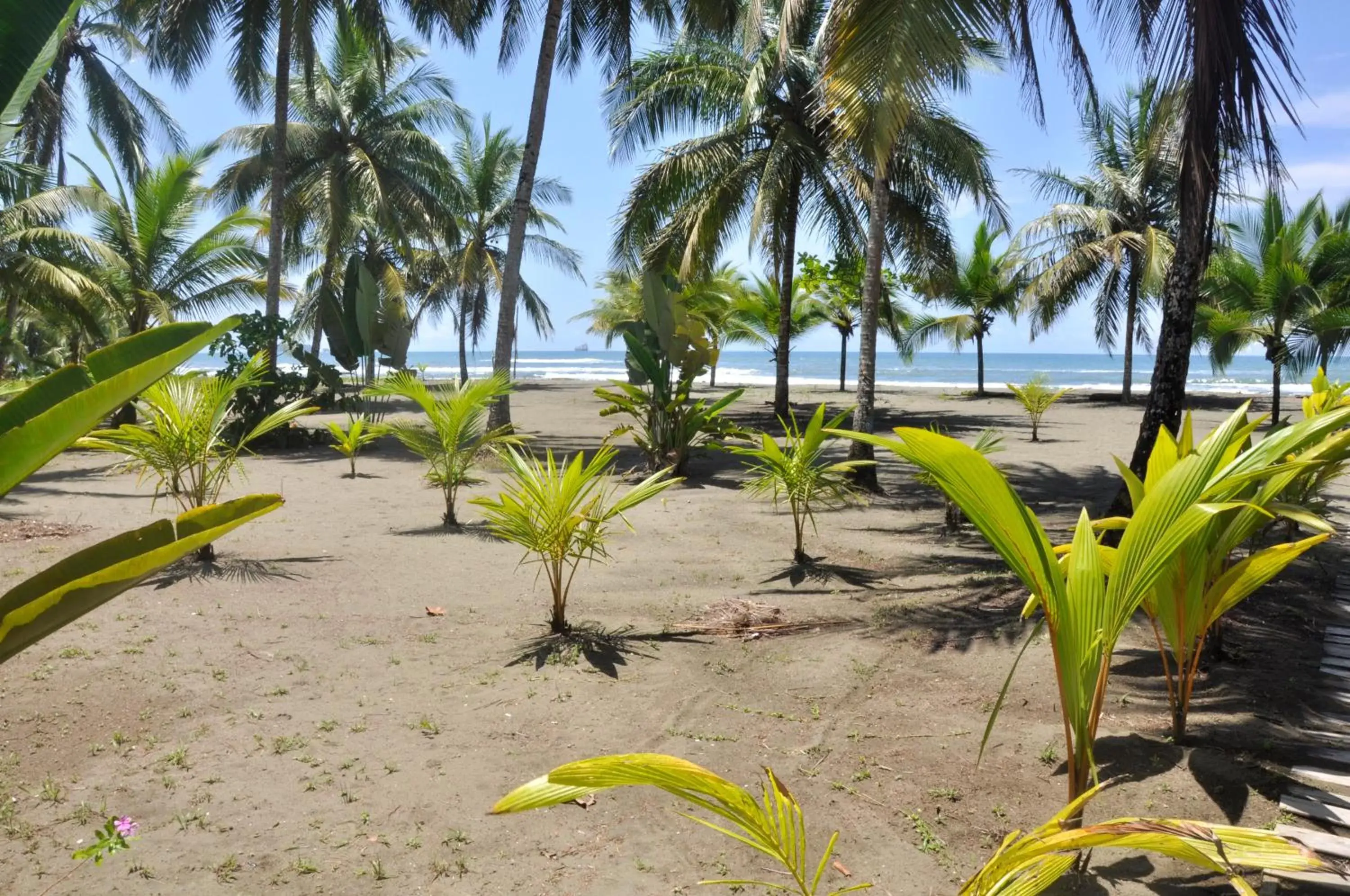 Beach in Hotel Playa Westfalia