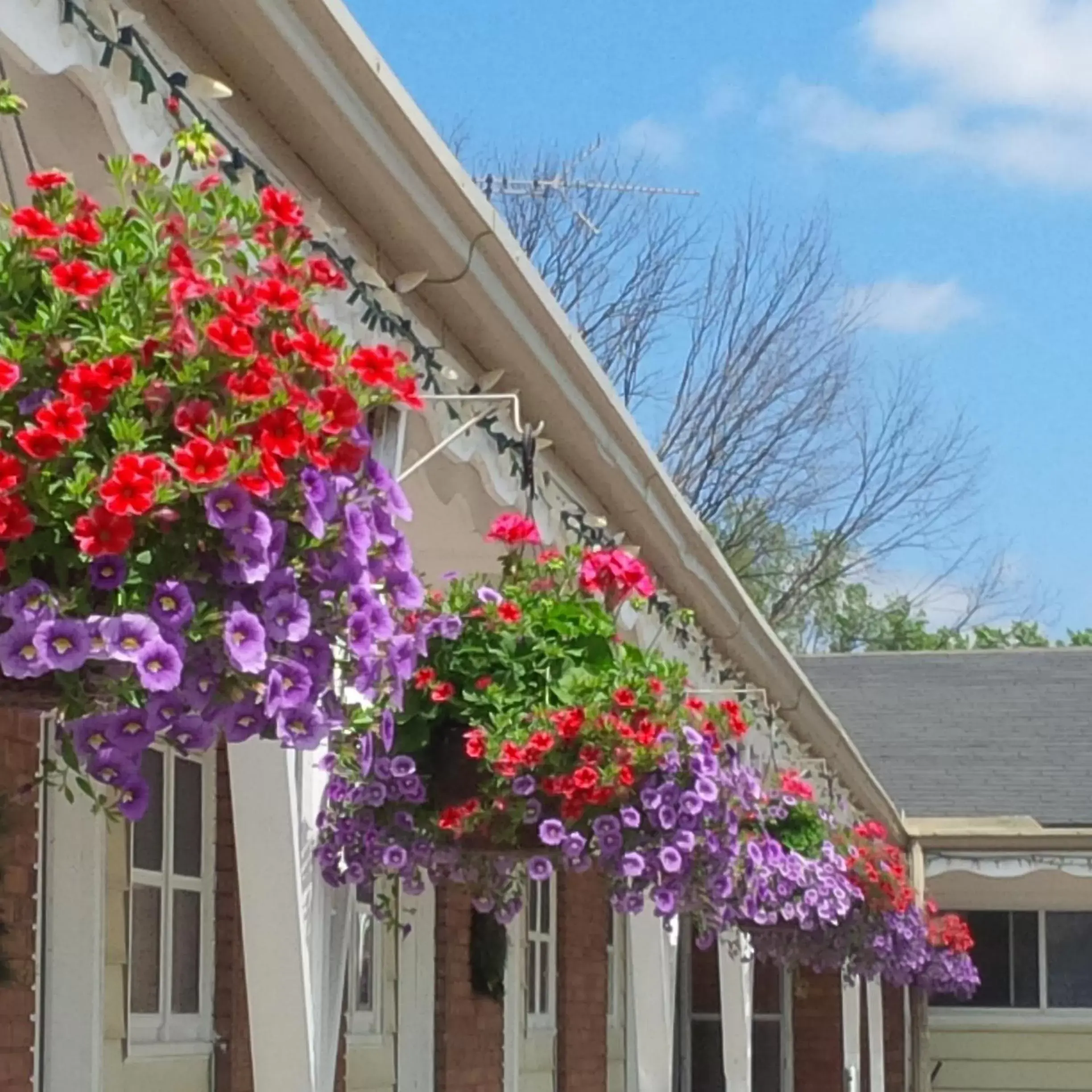 Spring, Property Building in Lord Nelson Motel