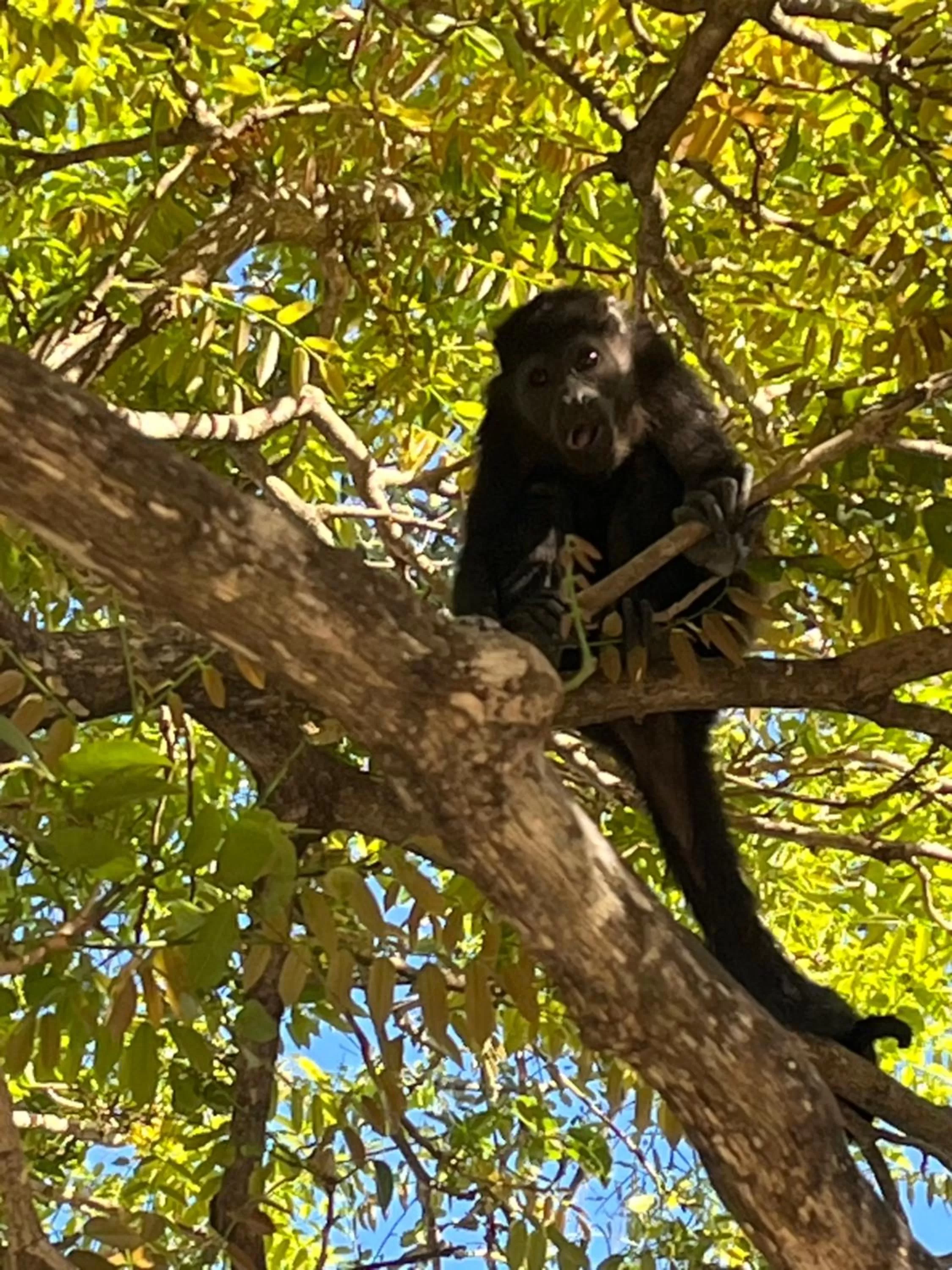 Natural landscape, Other Animals in The Breeze Hotel & Villas