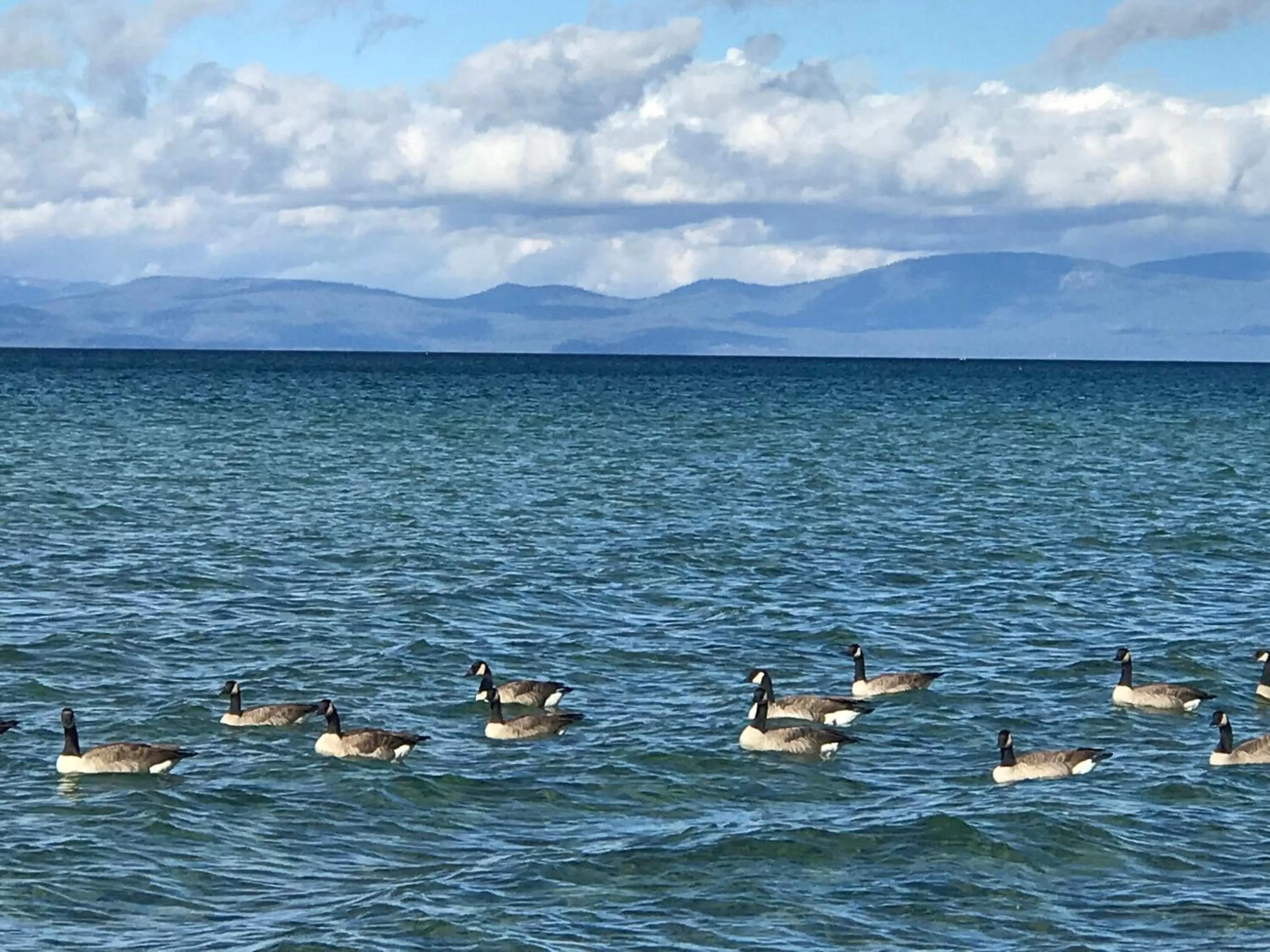 Beach, Natural Landscape in Paradice Motel