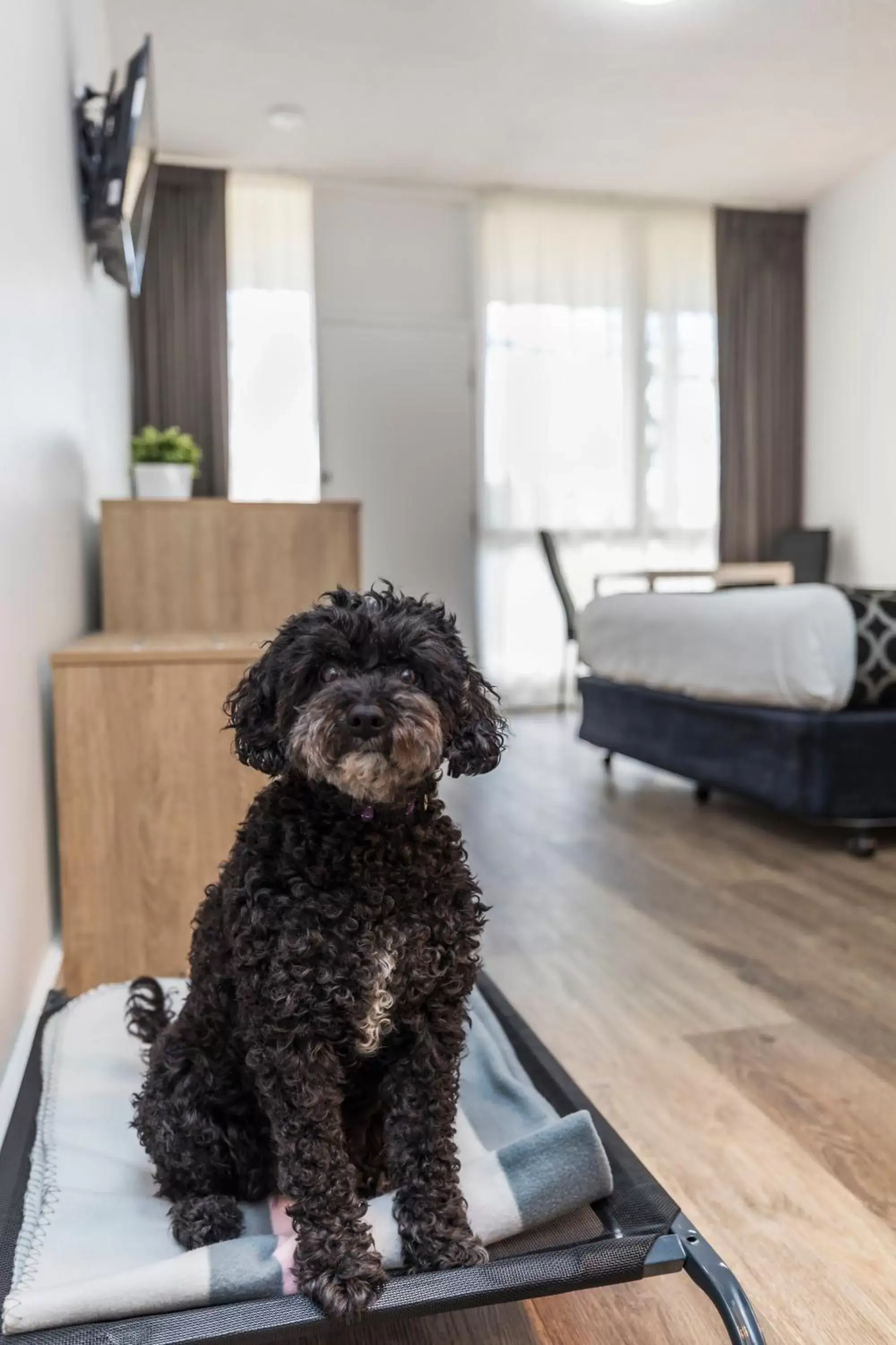 Photo of the whole room in Adelaide Road Motor Lodge Photo of the whole room in Adelaide Road Motor Lodge