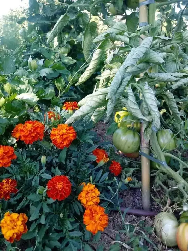 Garden in B&B La vecchia quercia Home Restaurant