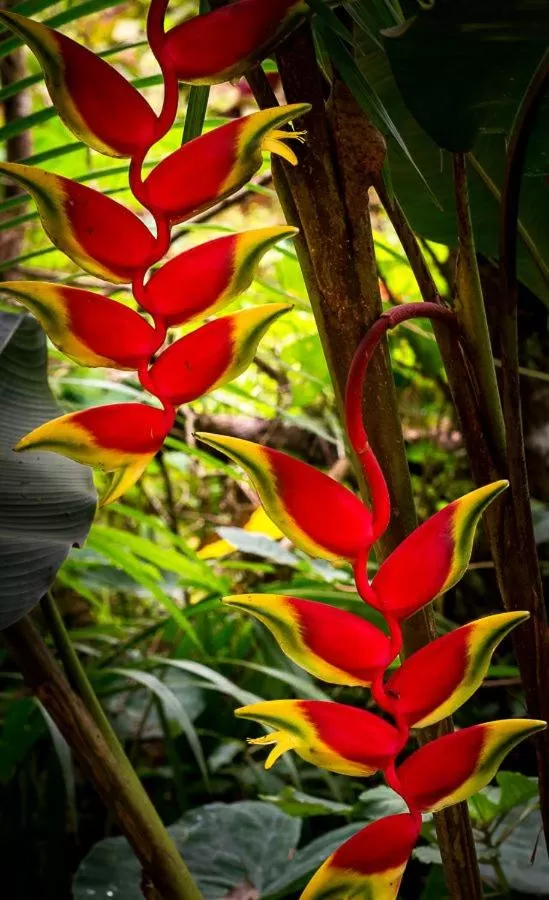 Garden view in Pousada Vila Santa Barbara