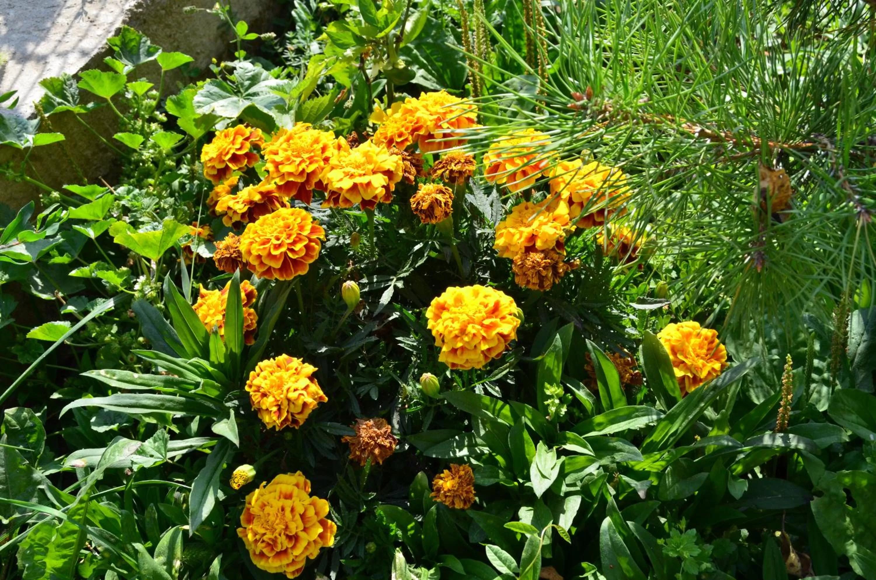 Property building in Green Dilijan B&B