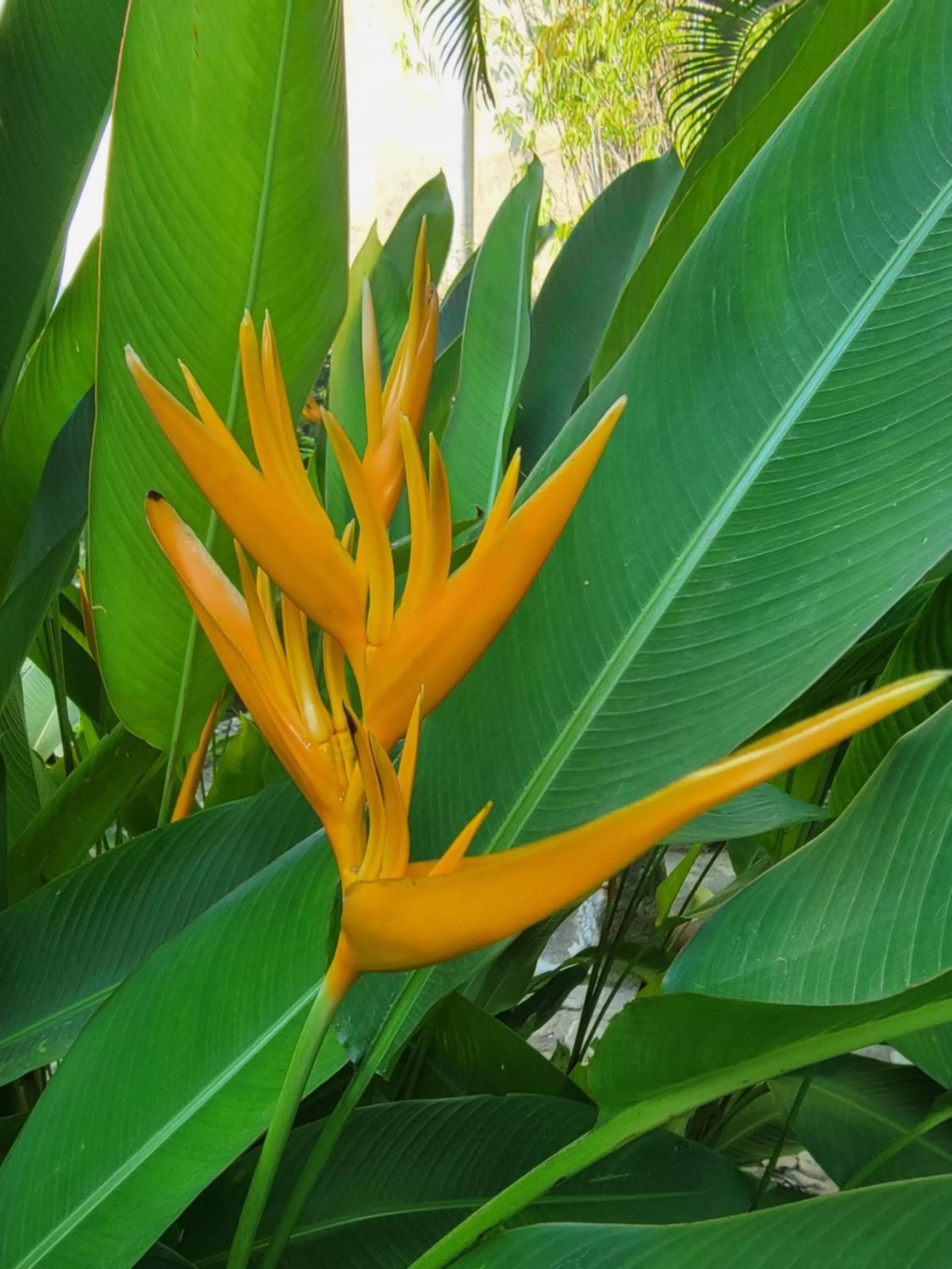 Garden in Villas Jardin Del Mar