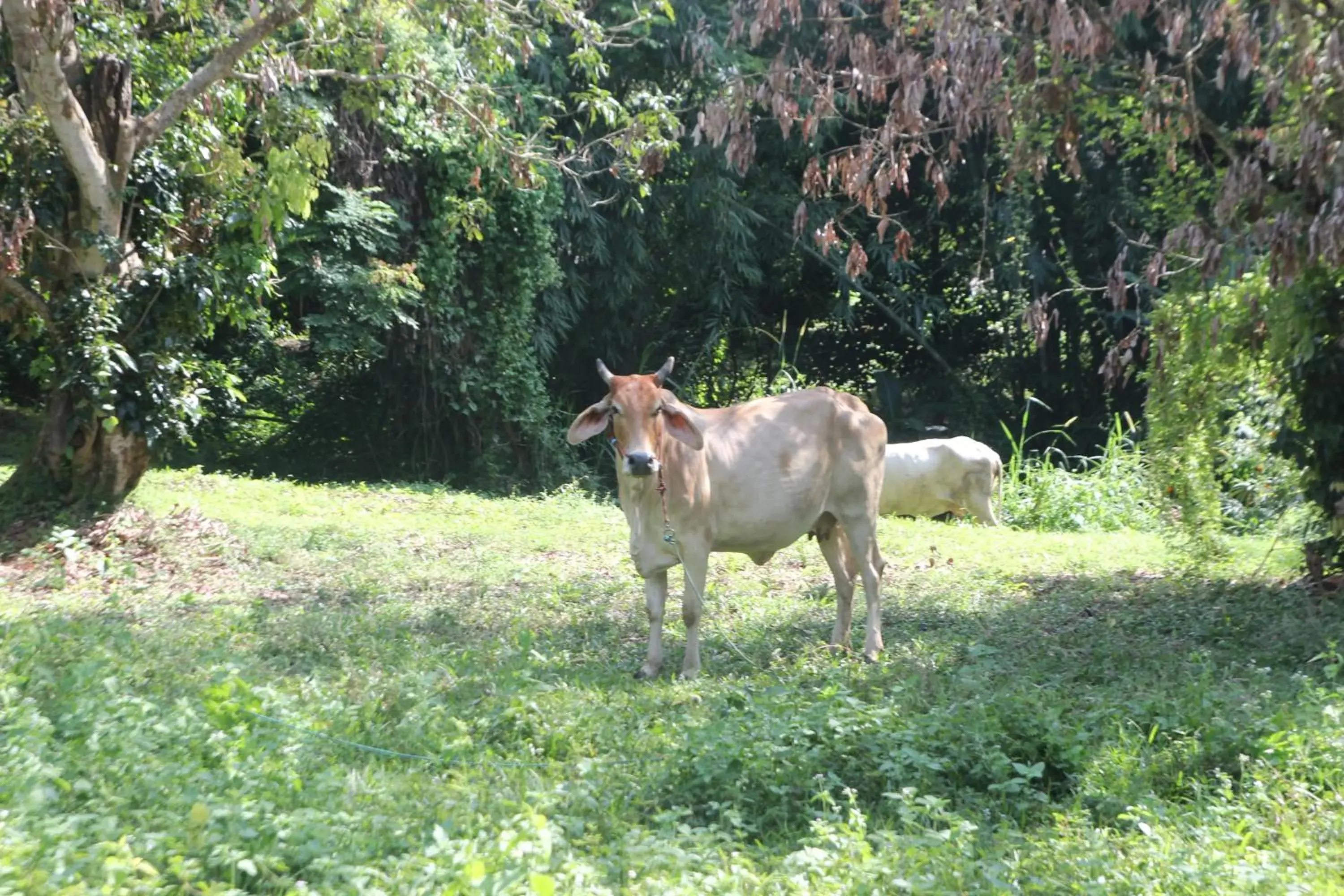 Nearby landmark, Other Animals in Foresta Villa