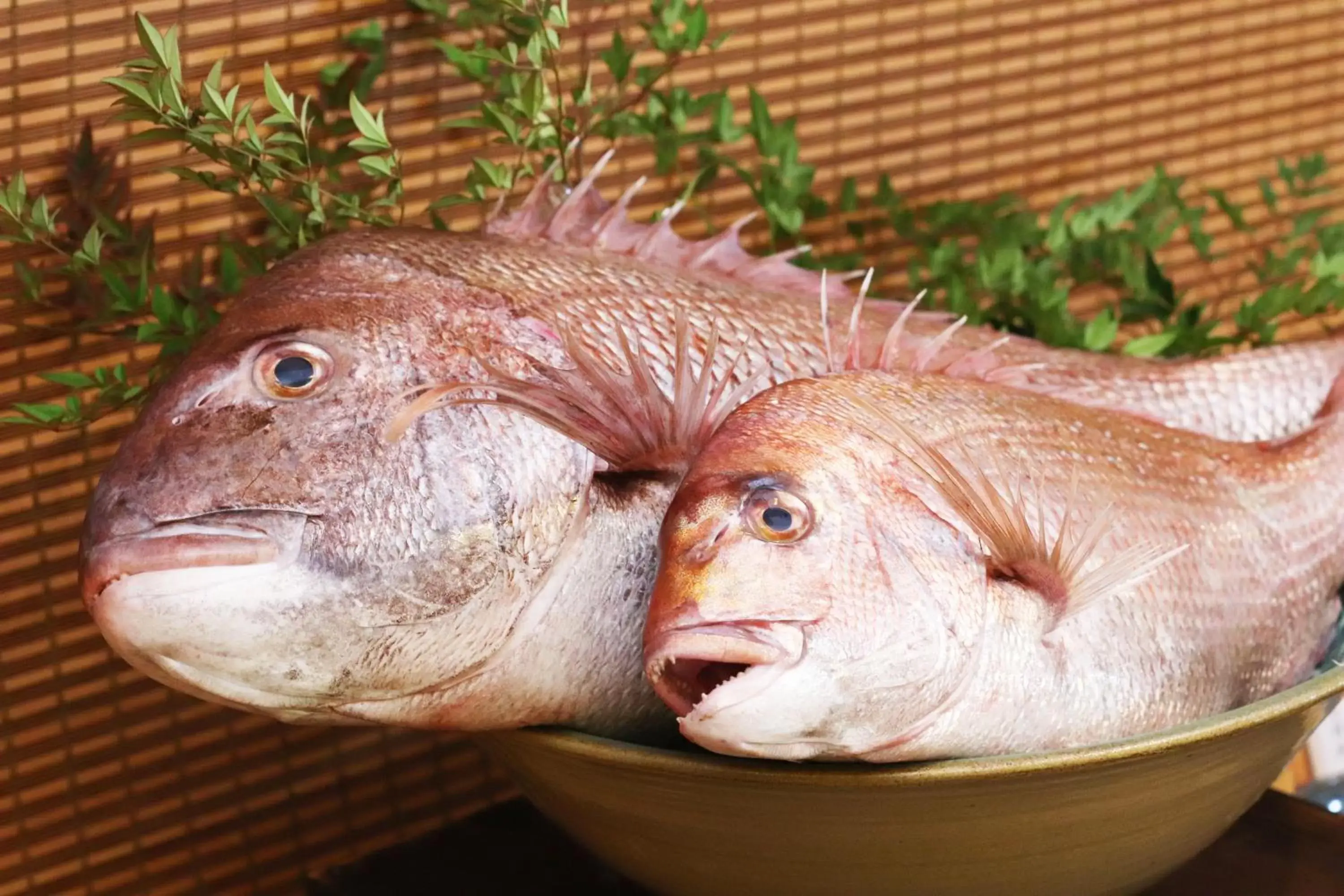 Breakfast, Other Animals in Chisun Hotel Utsunomiya