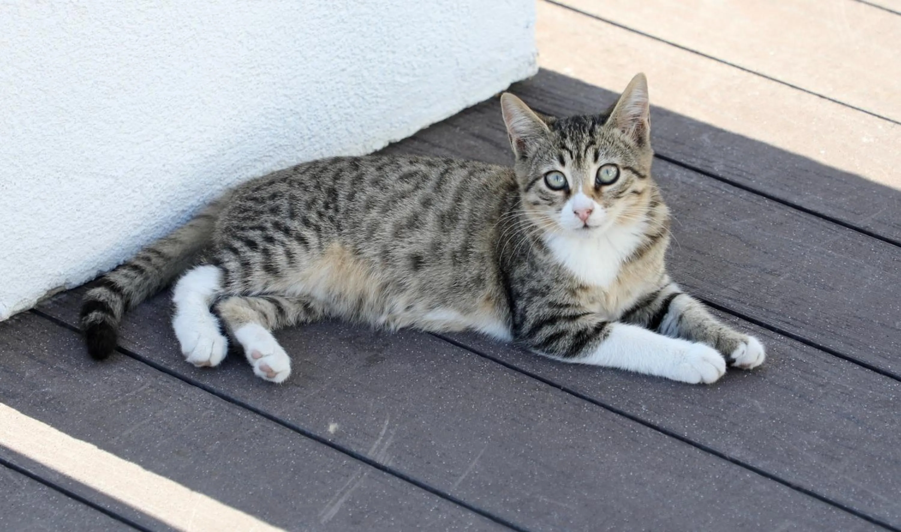 Balcony/Terrace in Istanbul Royal Hotel