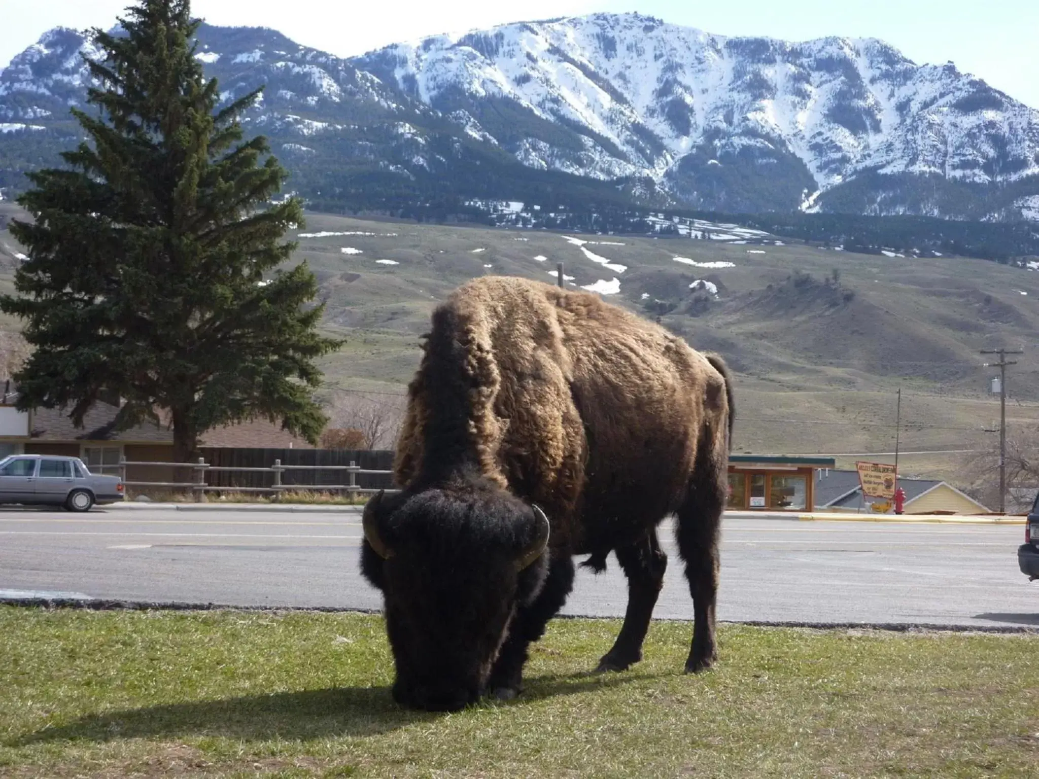 Animals, Pets in Yellowstone Gateway Inn