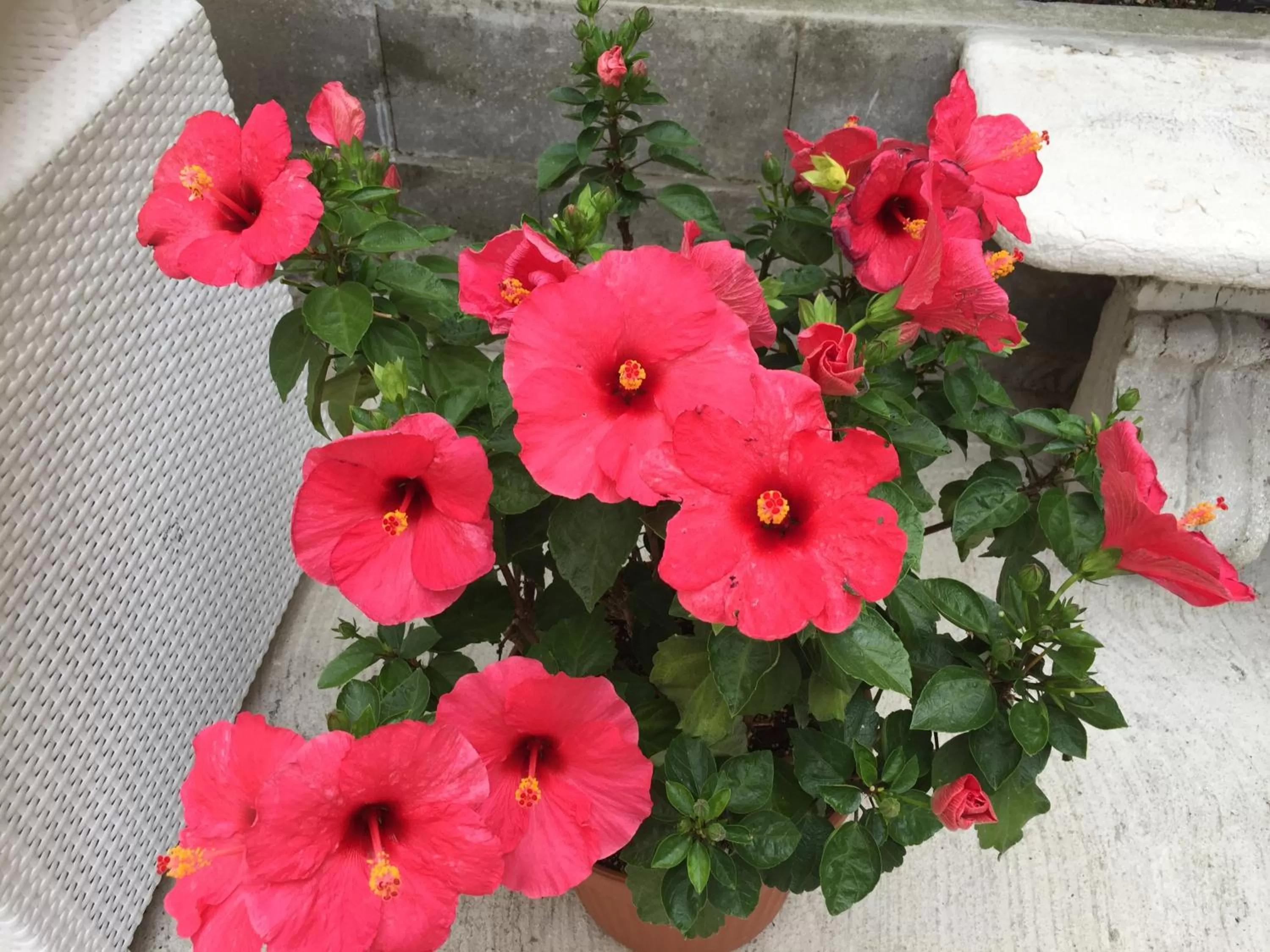 Garden in Residenza Elisa