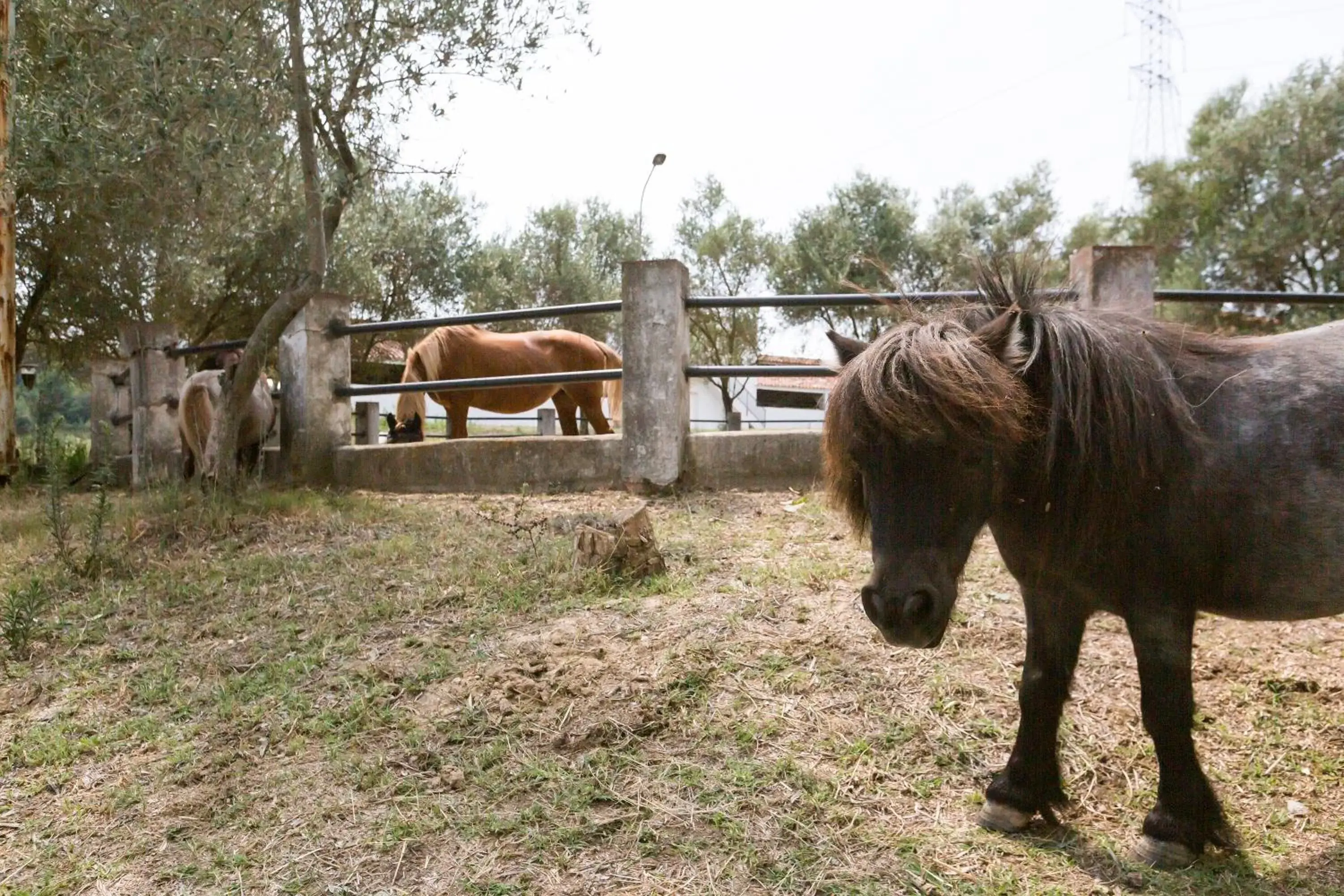 Garden, Other Animals in Masia Can Rovira - ESC1852