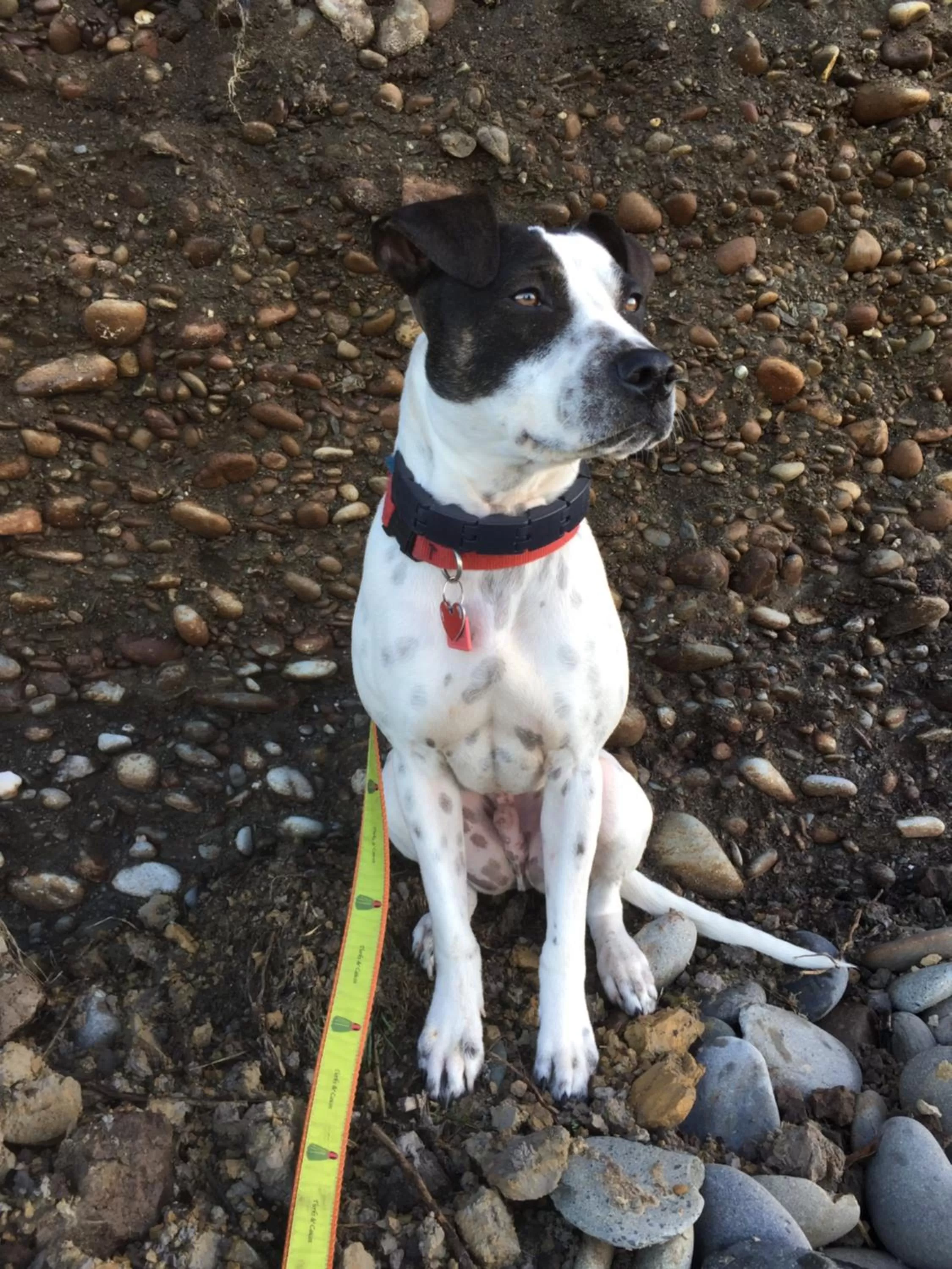 Pets in Mountain View Lodge