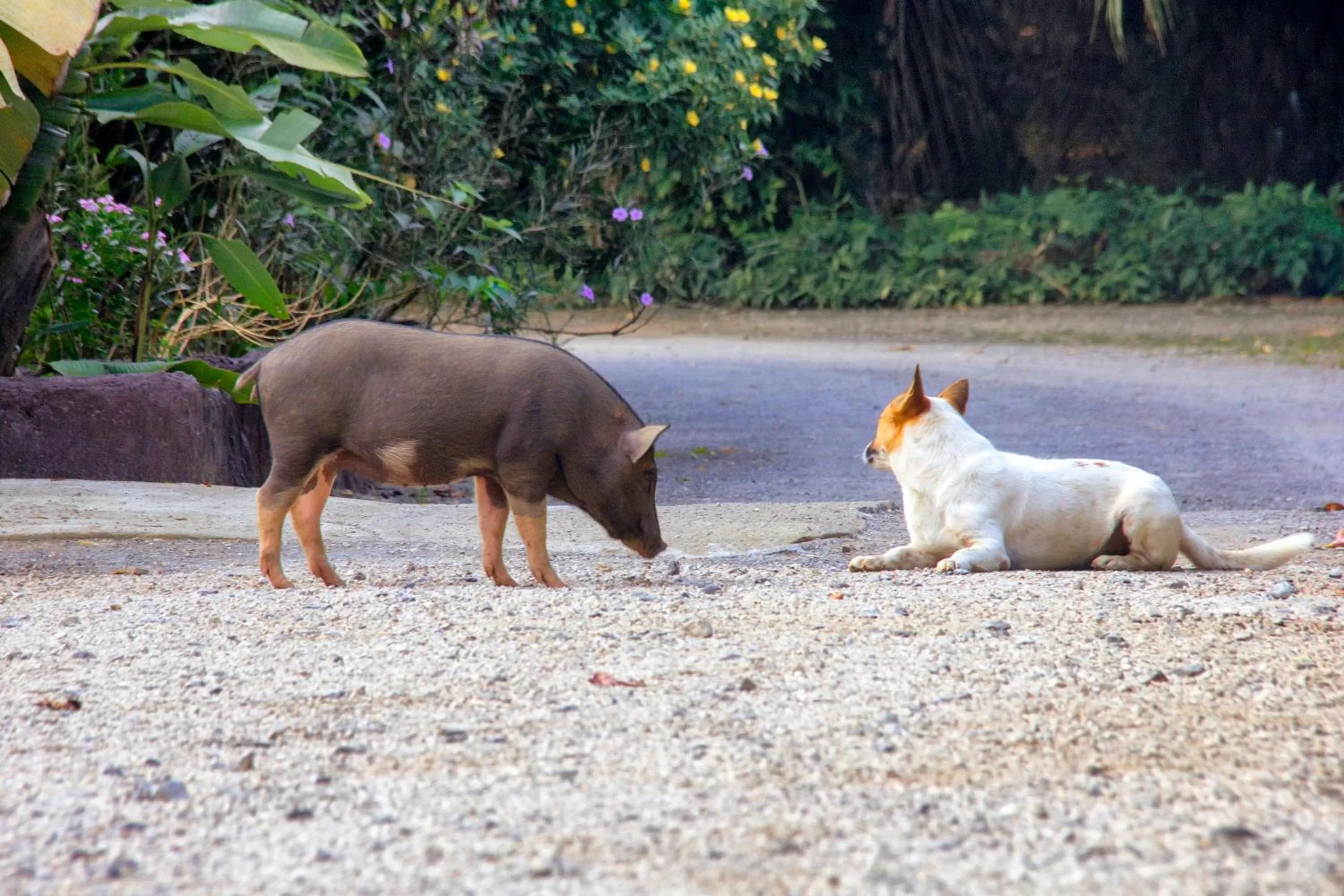 Animals in Khao Sok Palmview Resort
