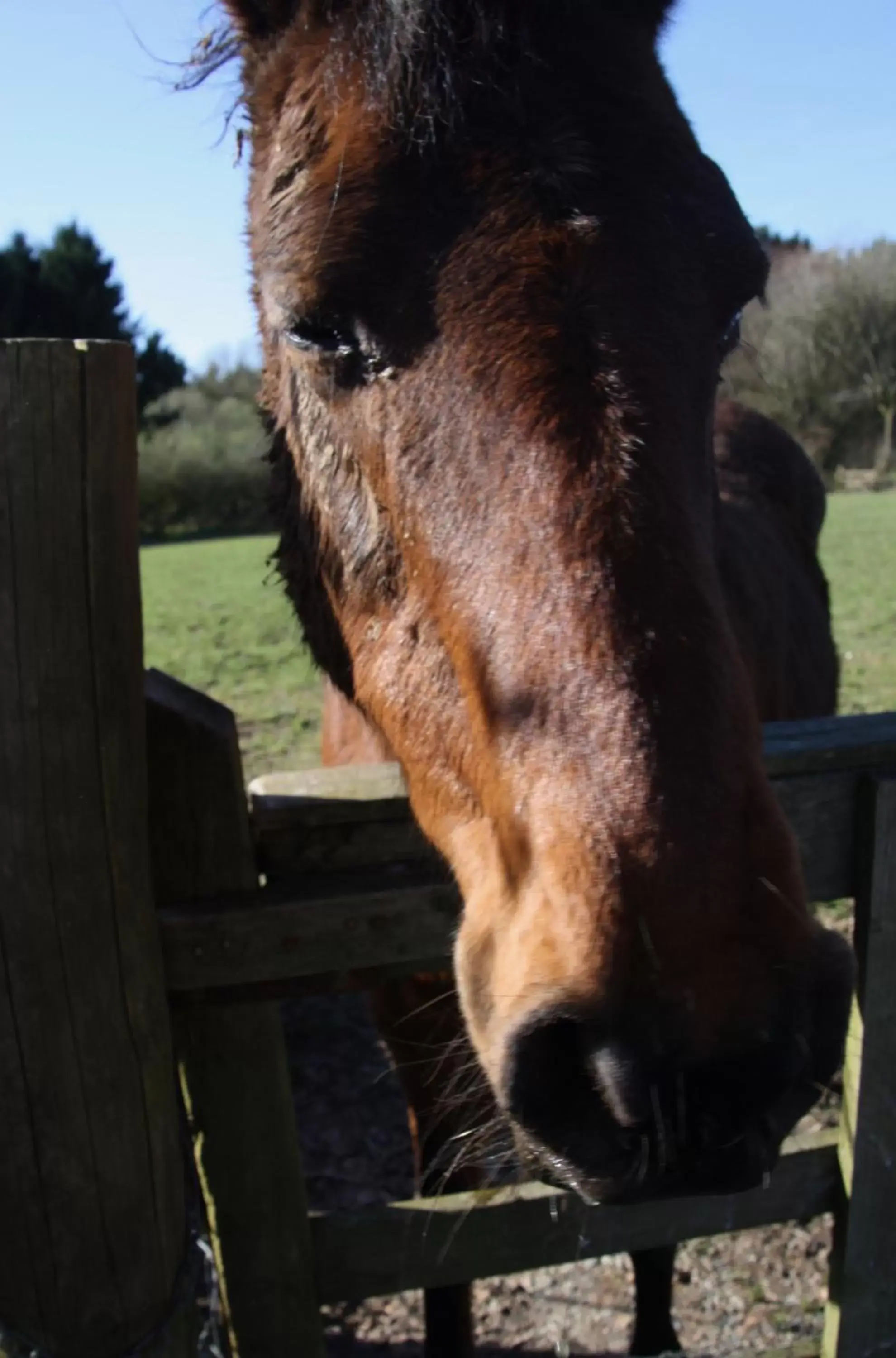 Animals, Other Animals in Ebberley Escapes