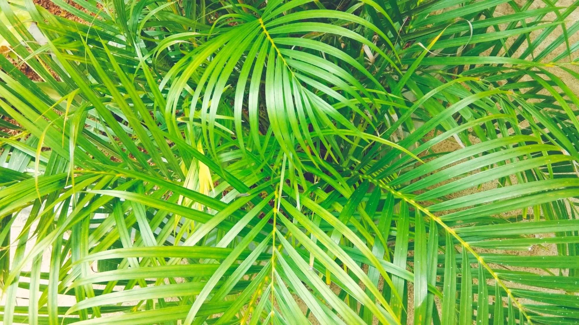 Garden in Café des Arts Gili Air