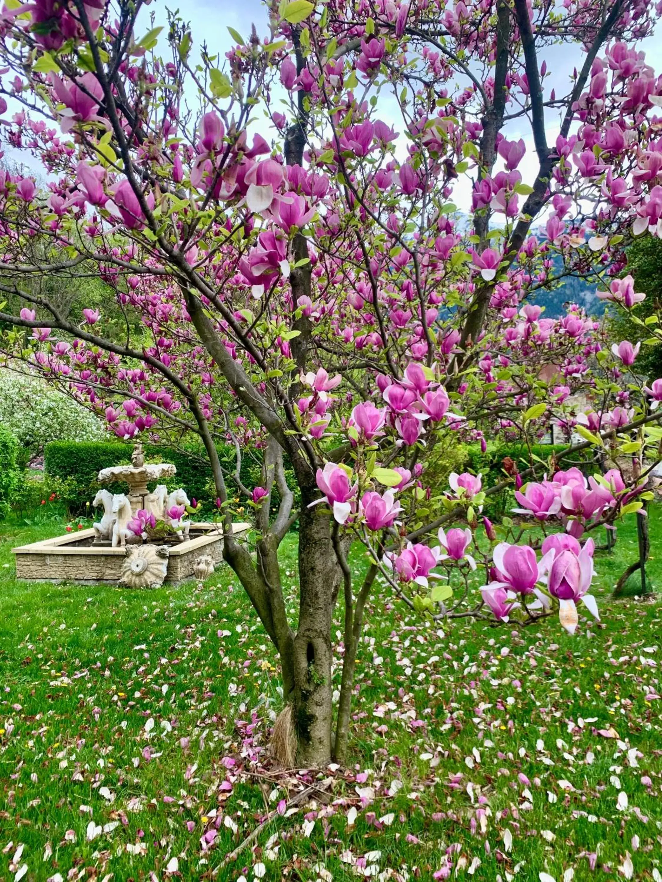 Garden in Château du Vigny - Maison d'hôtes