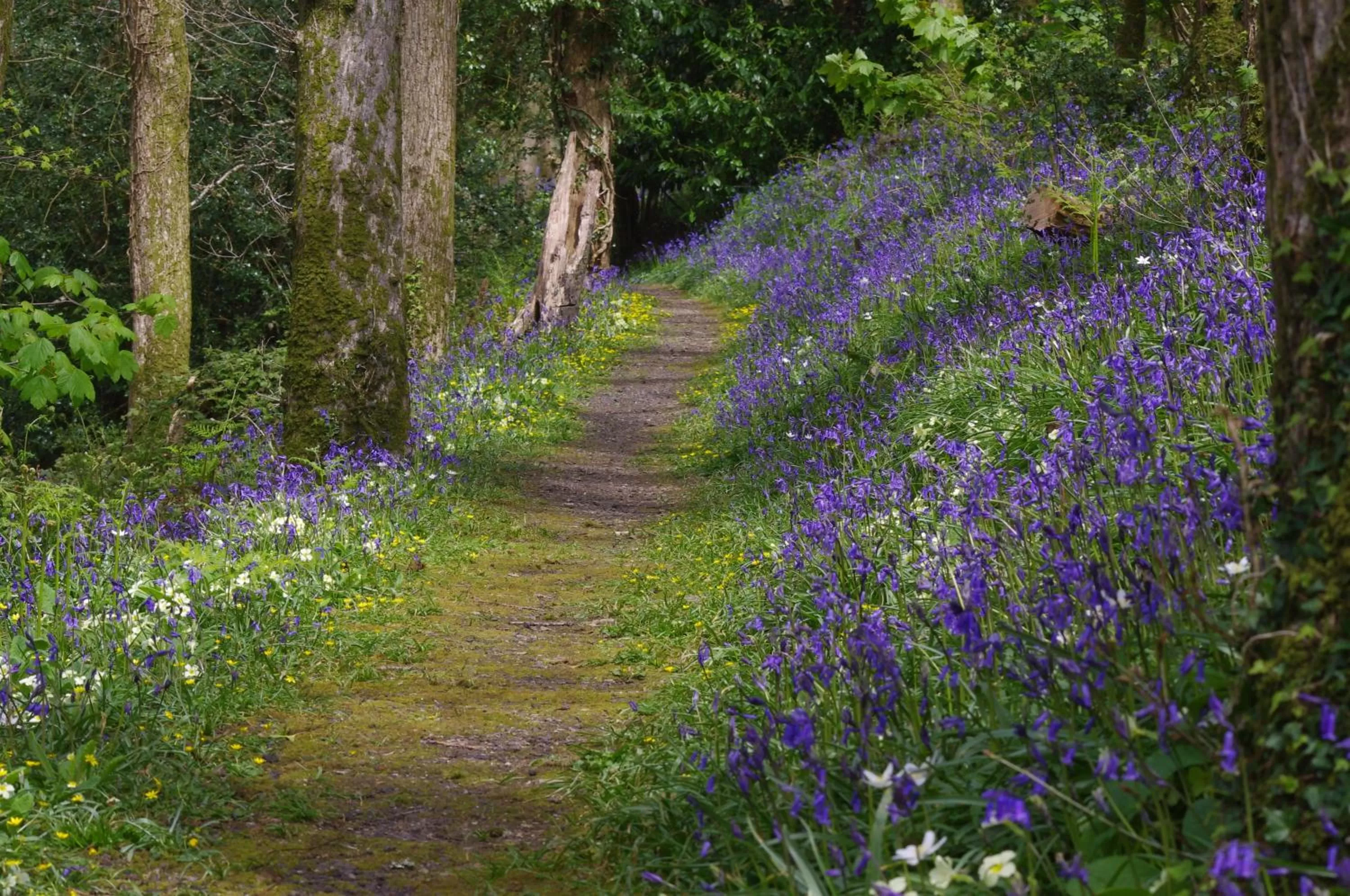 Garden in Trenython Manor Resort