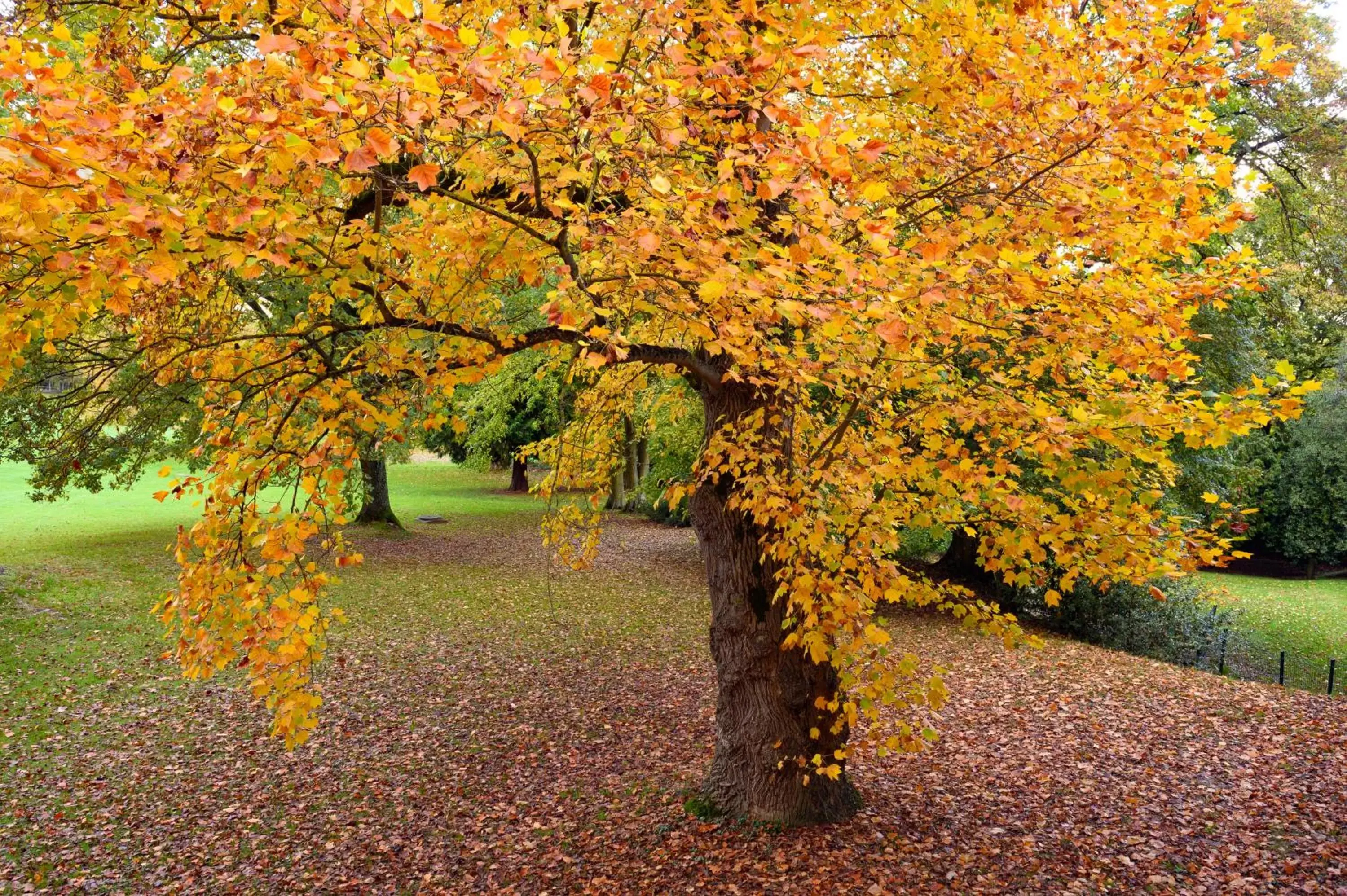 Natural landscape, Garden in Novotel Domaine de Maffliers