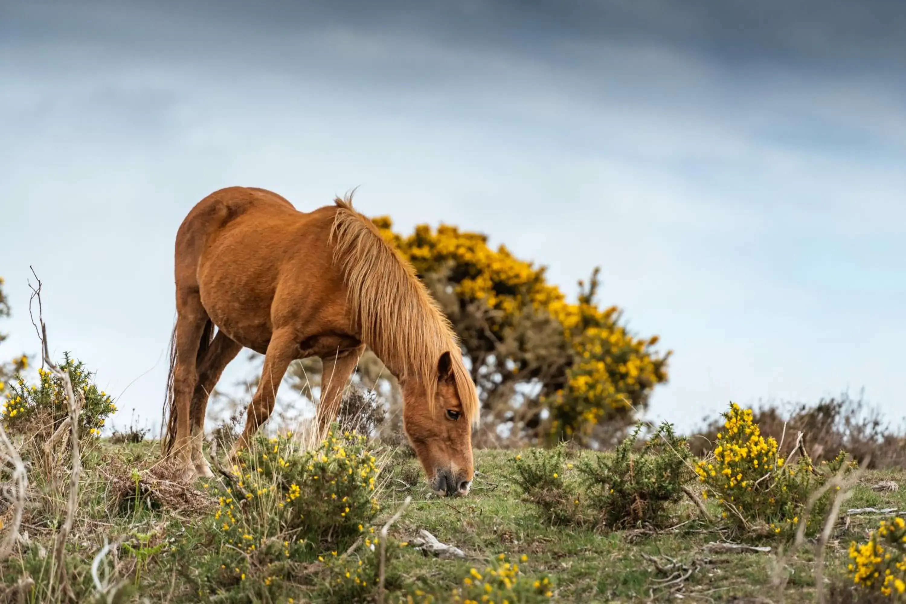 Animals, Other Animals in Bartley Lodge Hotel