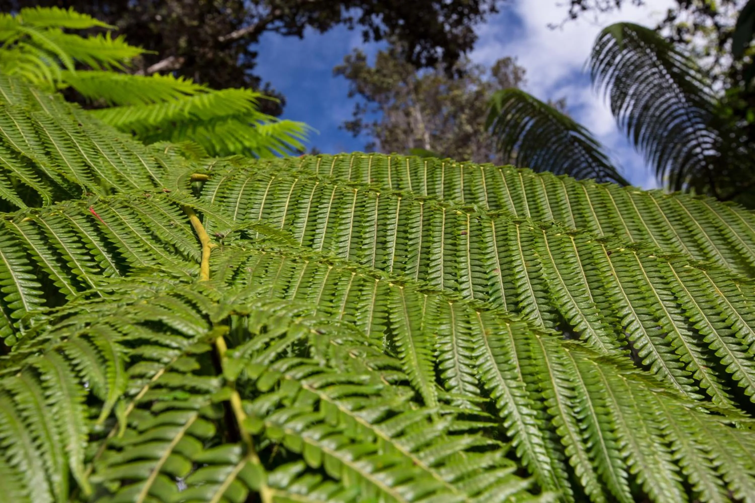 Garden in Lokahi Lodge