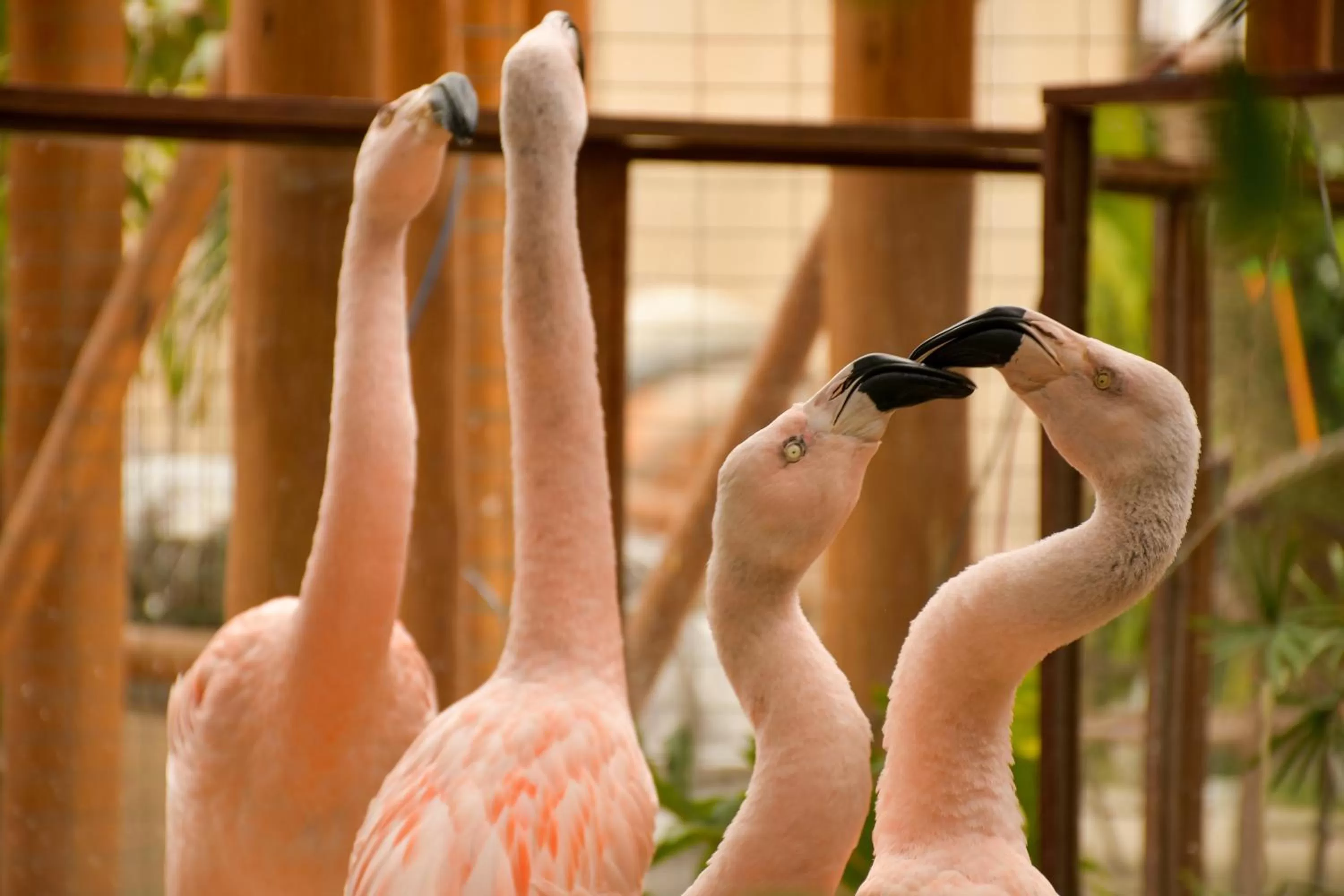 Animals in Pousada Sol e Mar