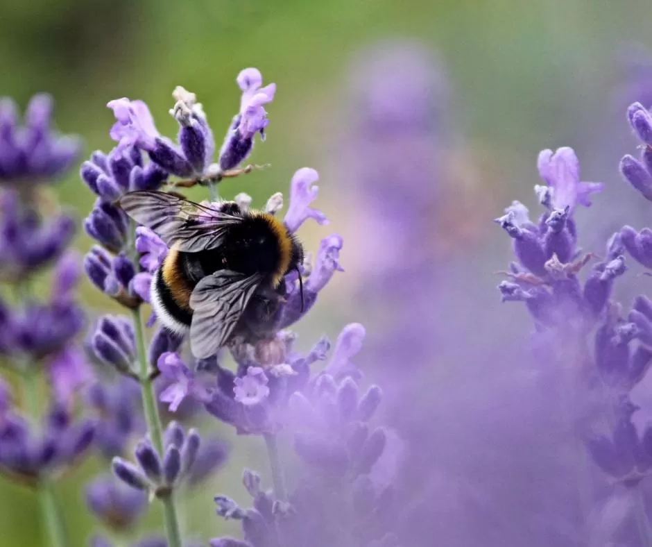 Day in Theodosius Forest Village - Glamping in Vipava valley