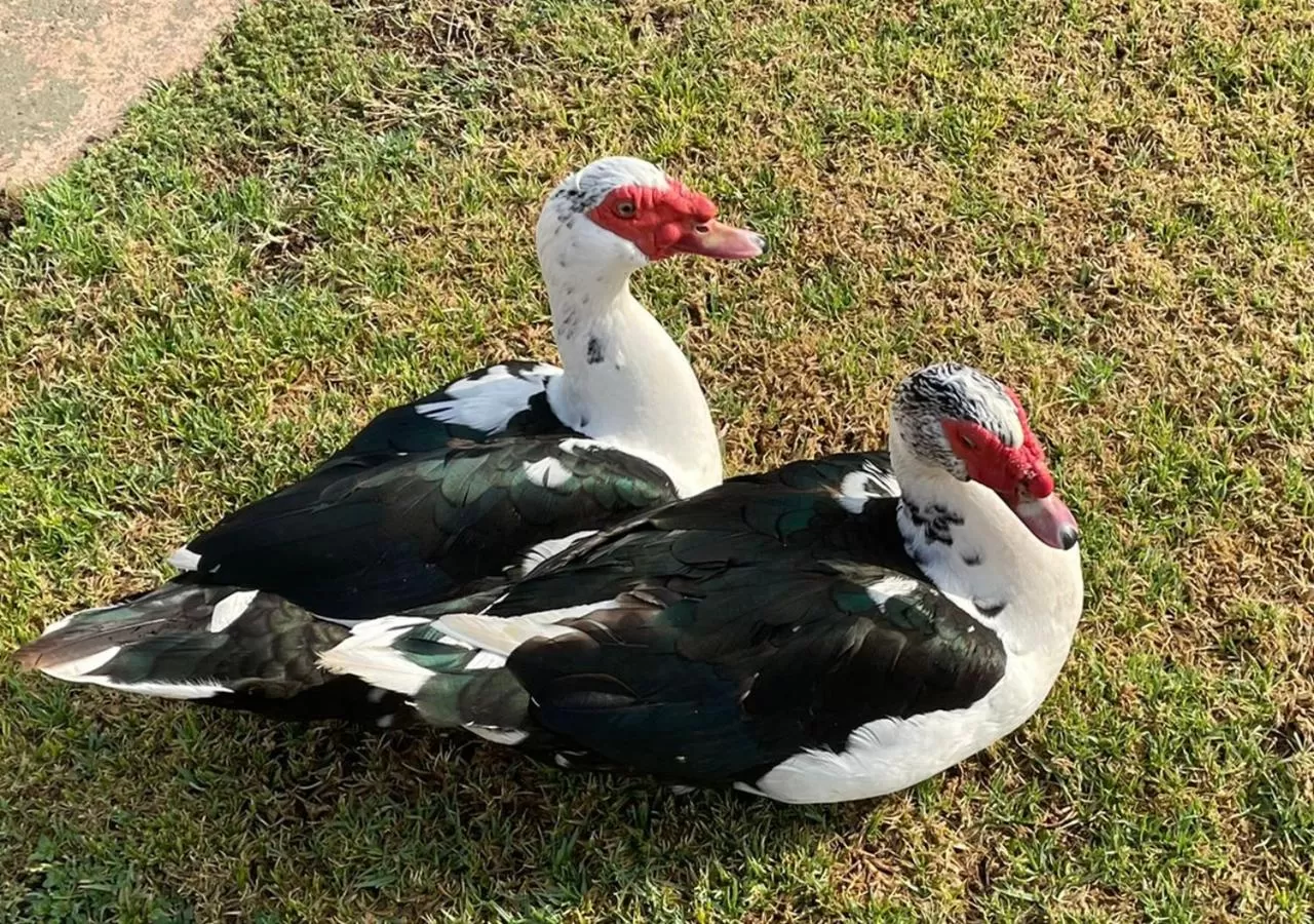 Animals in Kievits Kroon Gauteng Wine Estate