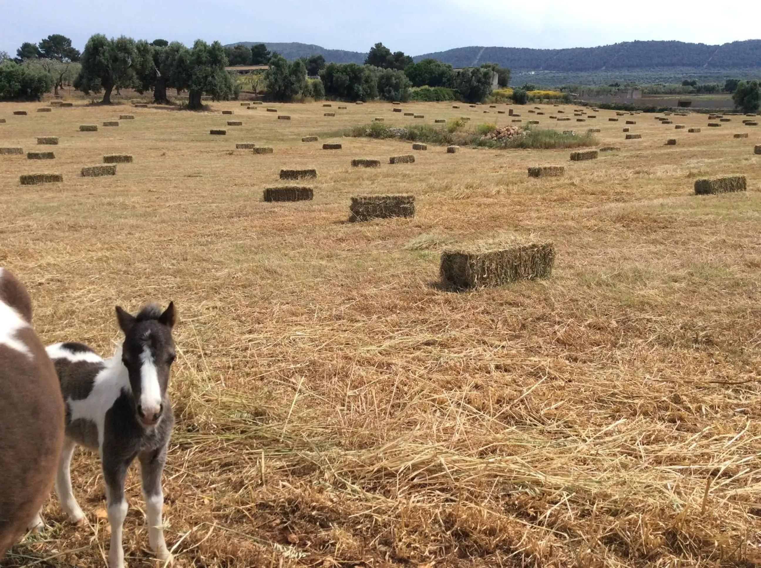 On site, Other Animals in Villa Narducci