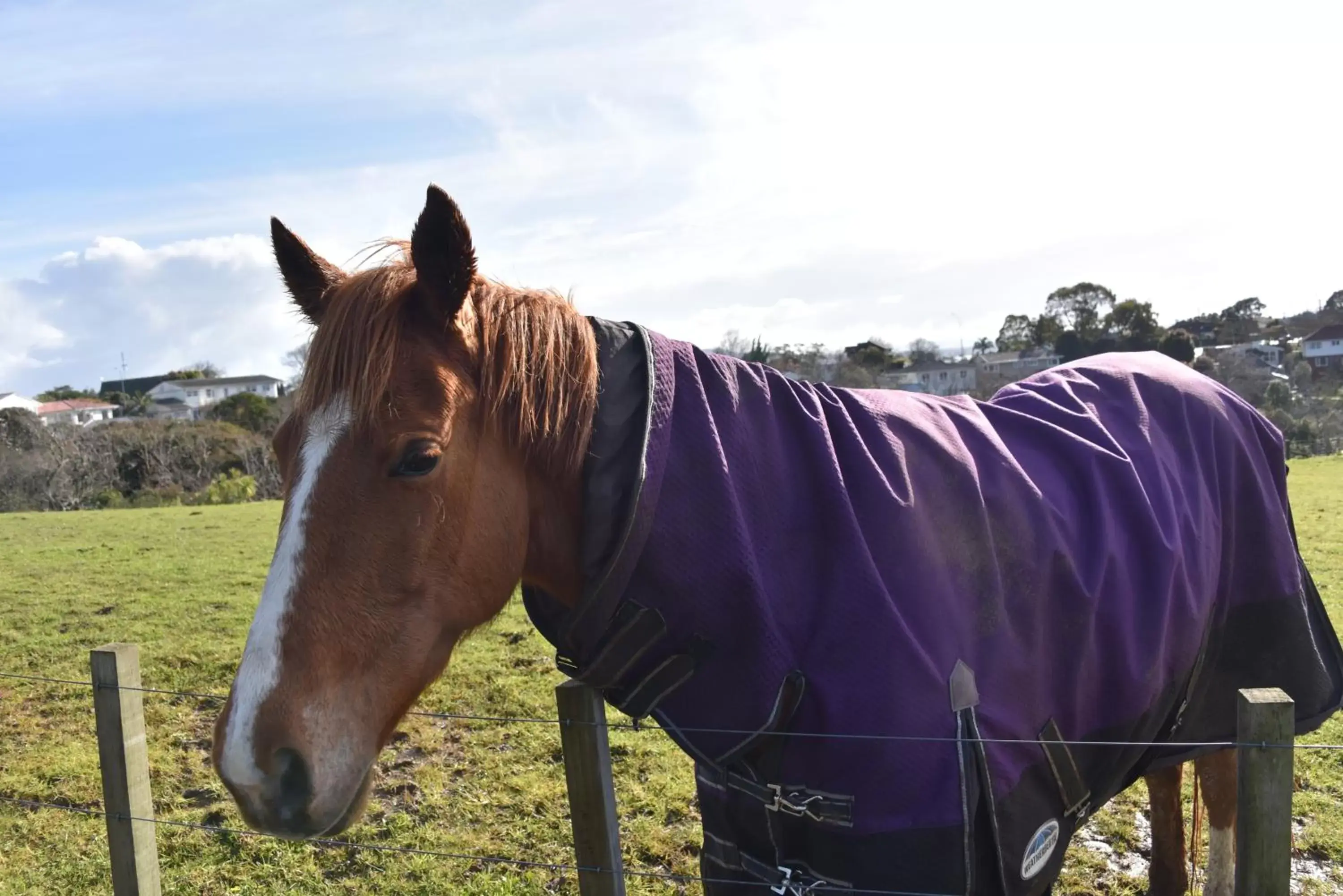 Horse-riding, Other Animals in Regal Residency