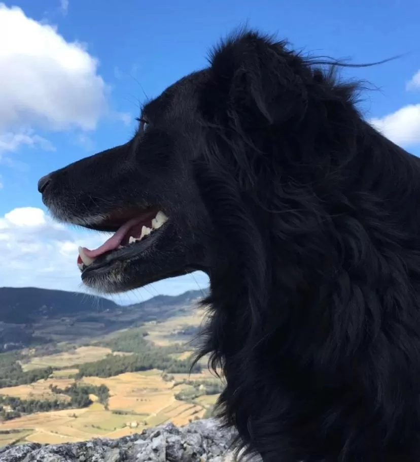 Animals in Chambre d'hôte au pied du Ventoux