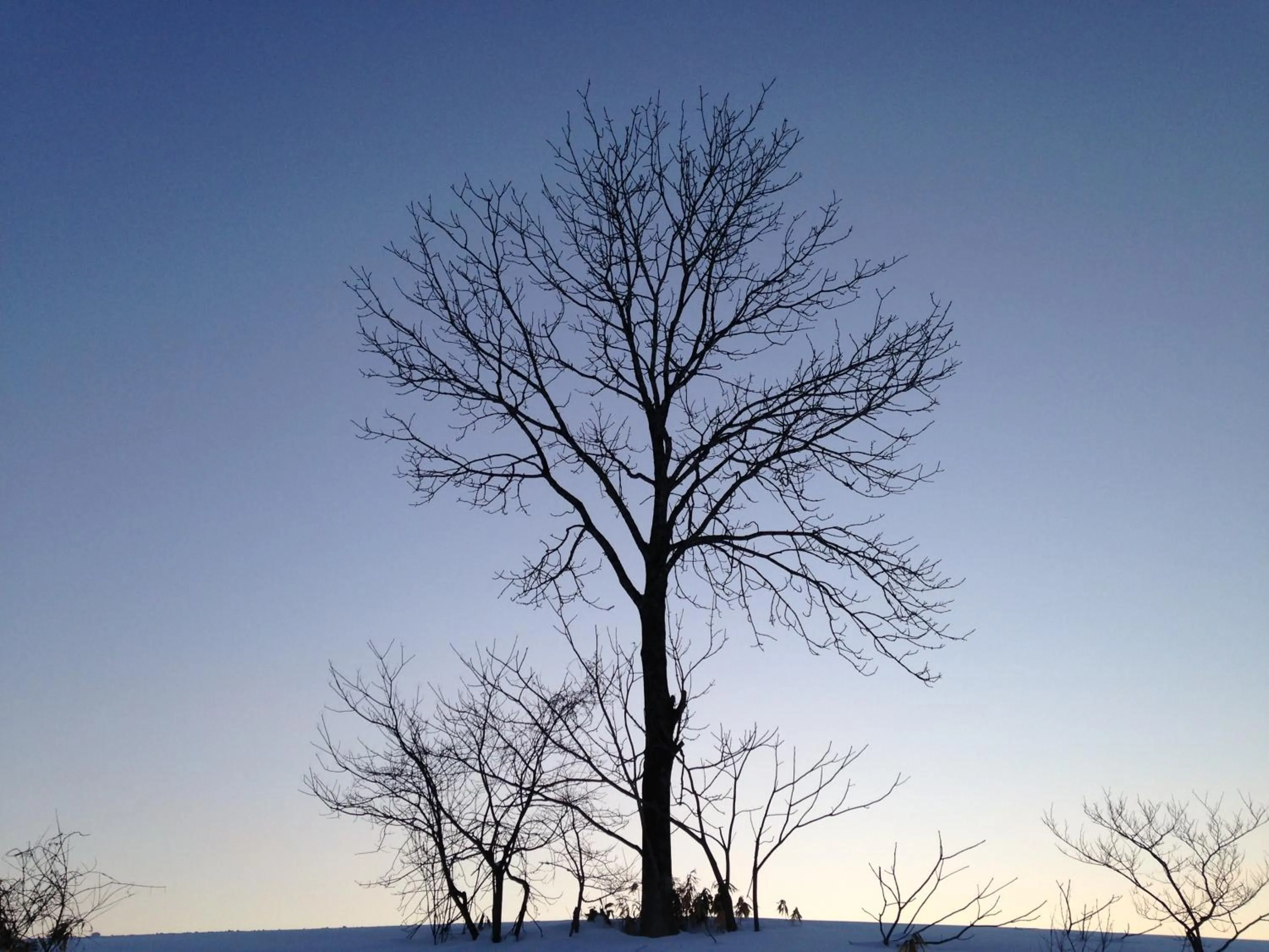 Natural landscape in Hotel Resort Inn Niseko