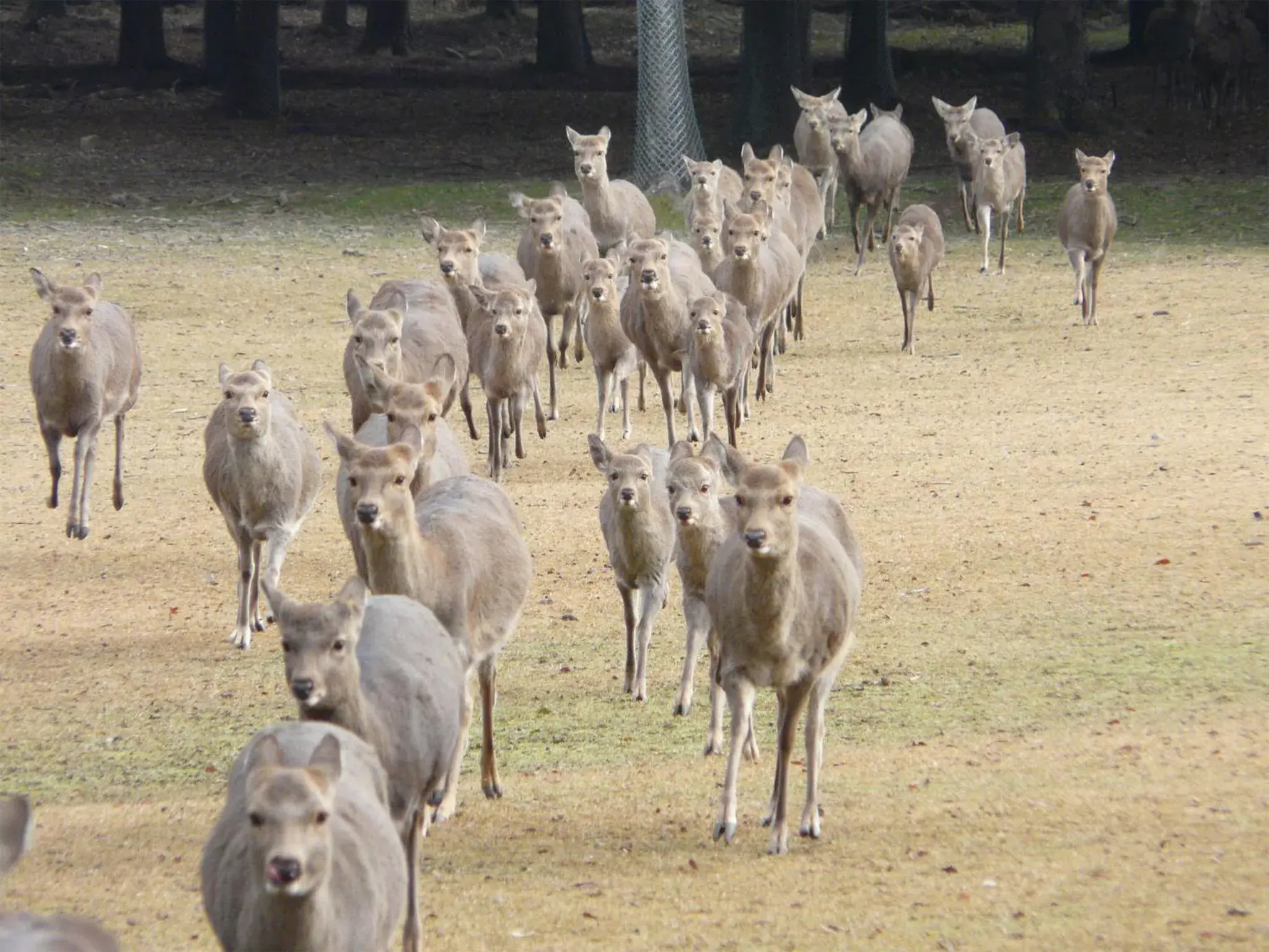 Other, Other Animals in Nara Royal Hotel