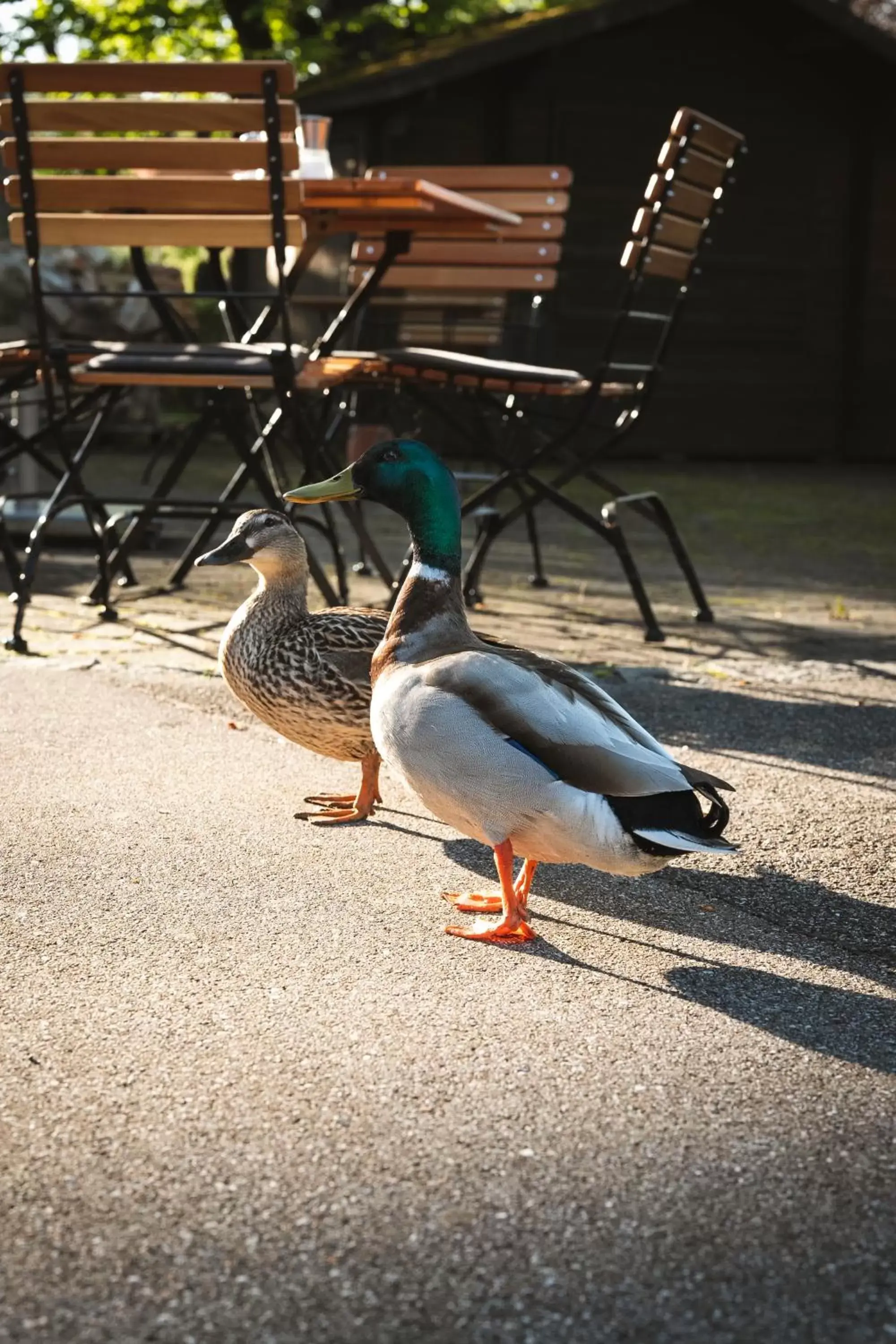 Garden, Other Animals in Sopherl am See