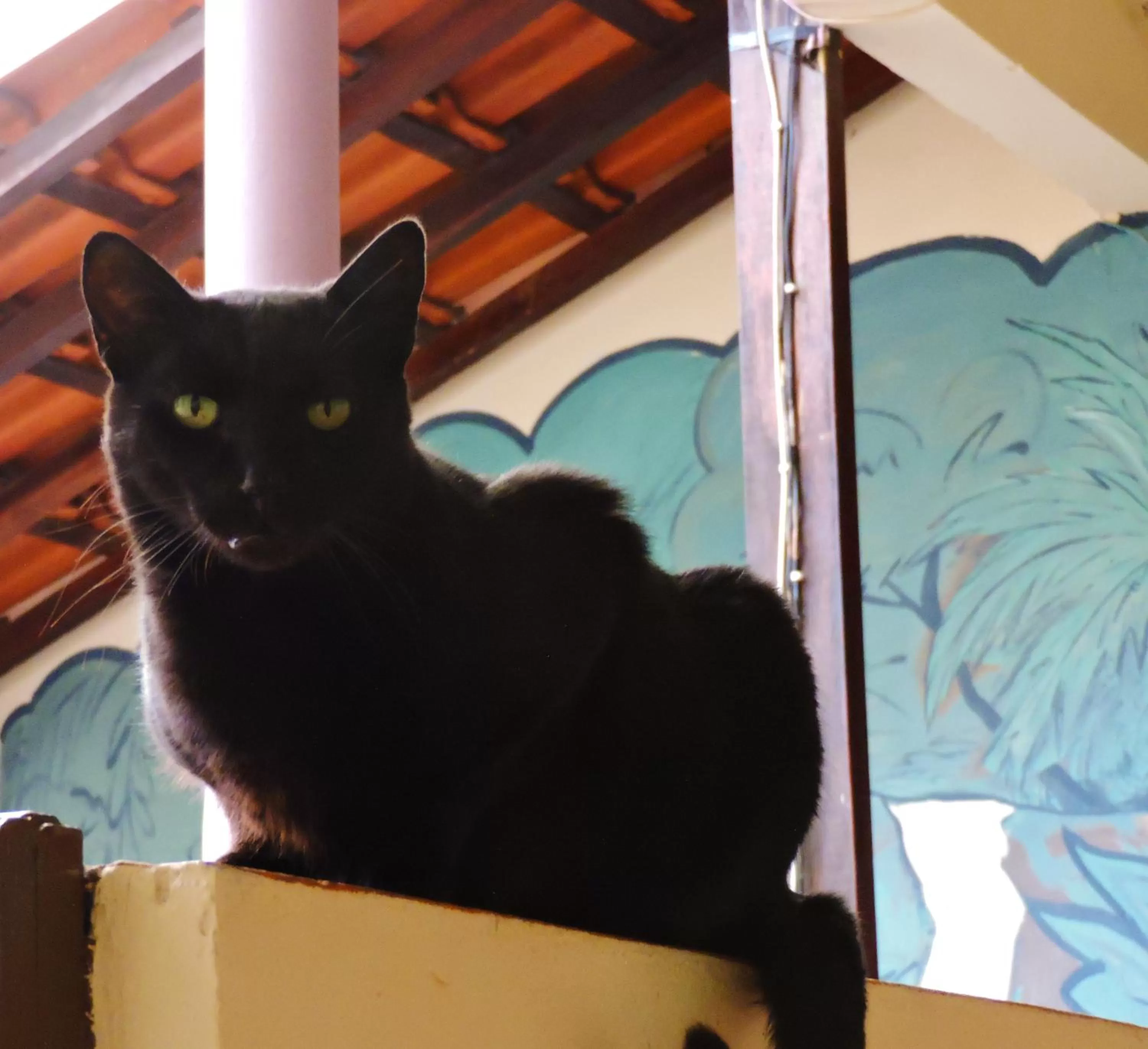 Pets in Pousada Encanto e Magia