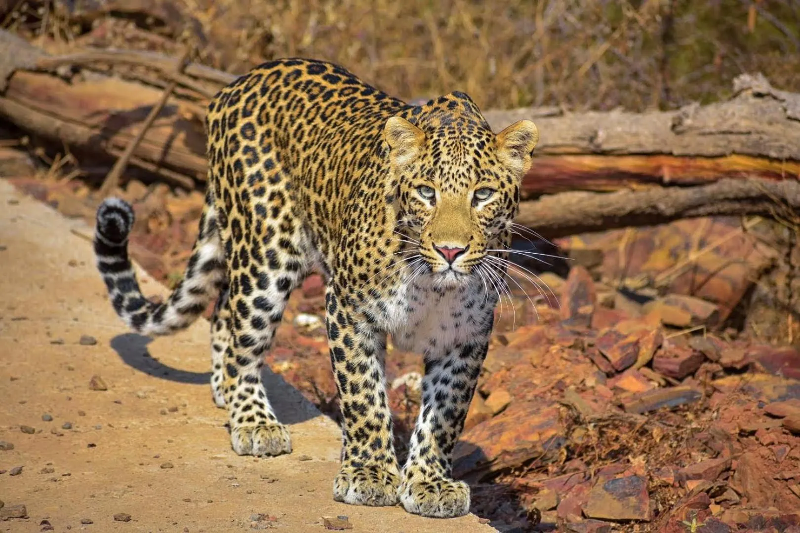 Area and facilities in Raj Palace Resort