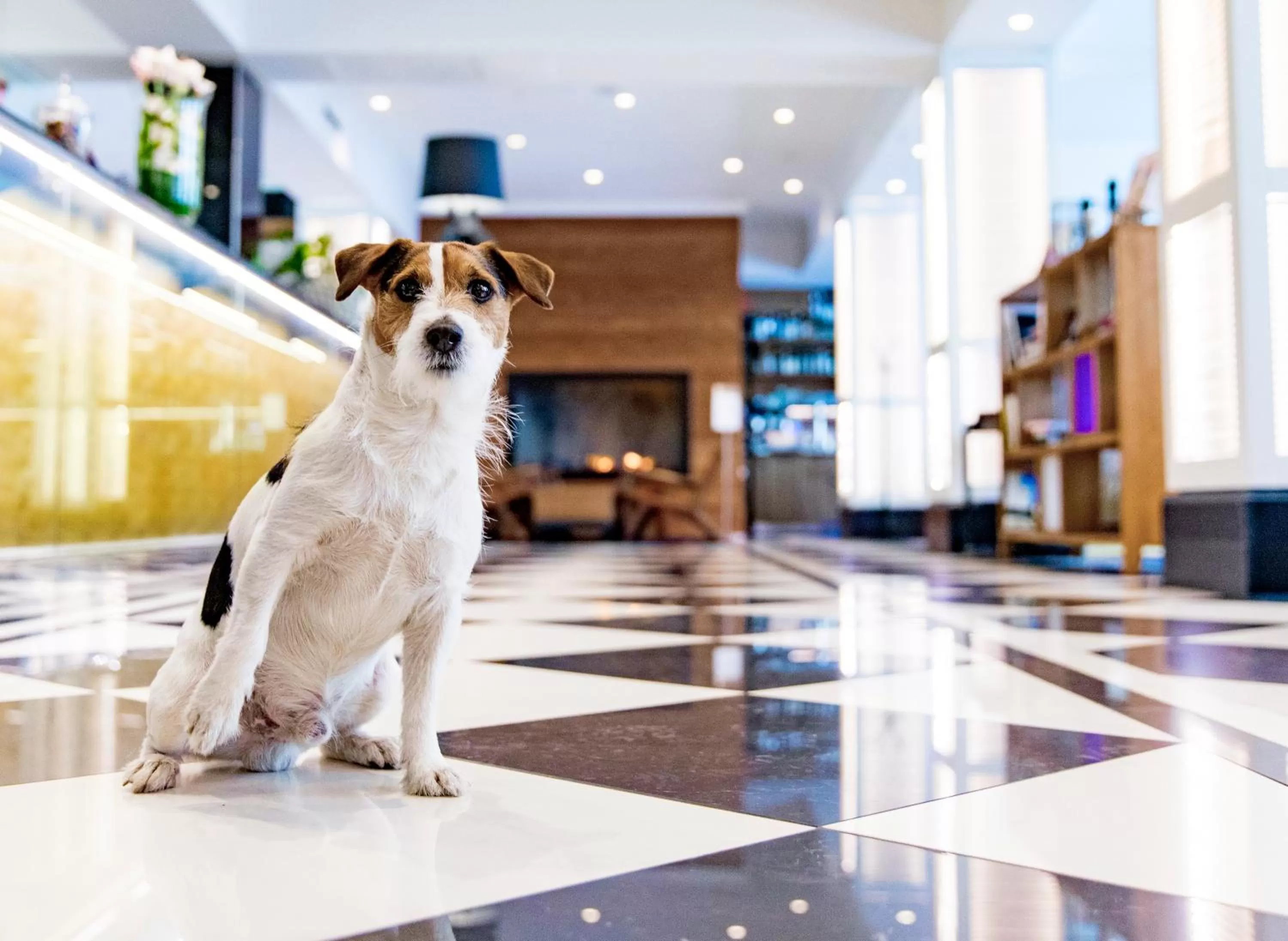 Pets in Hotel Lilla Roberts