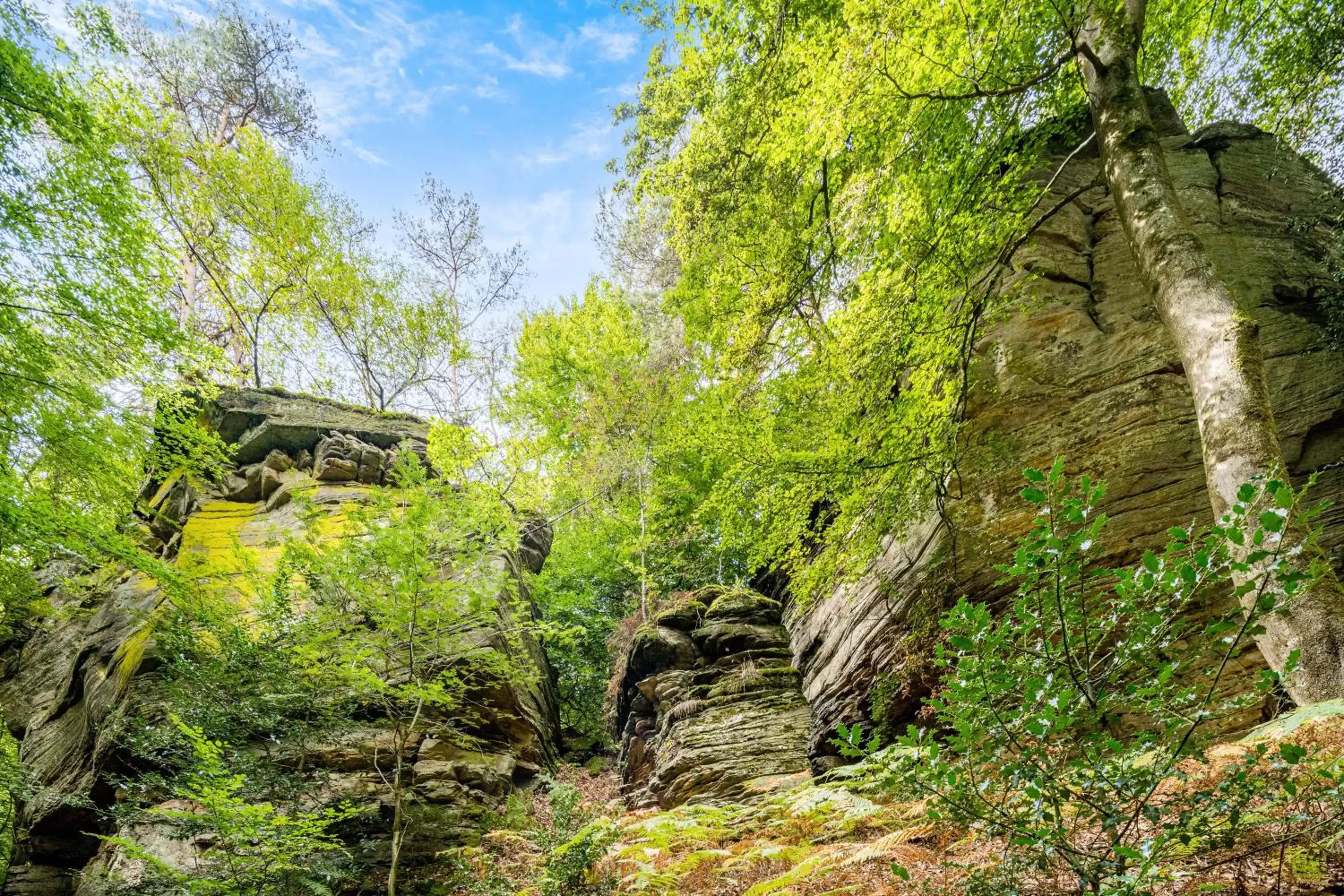 Natural Landscape in Waldhotel Sonnenberg