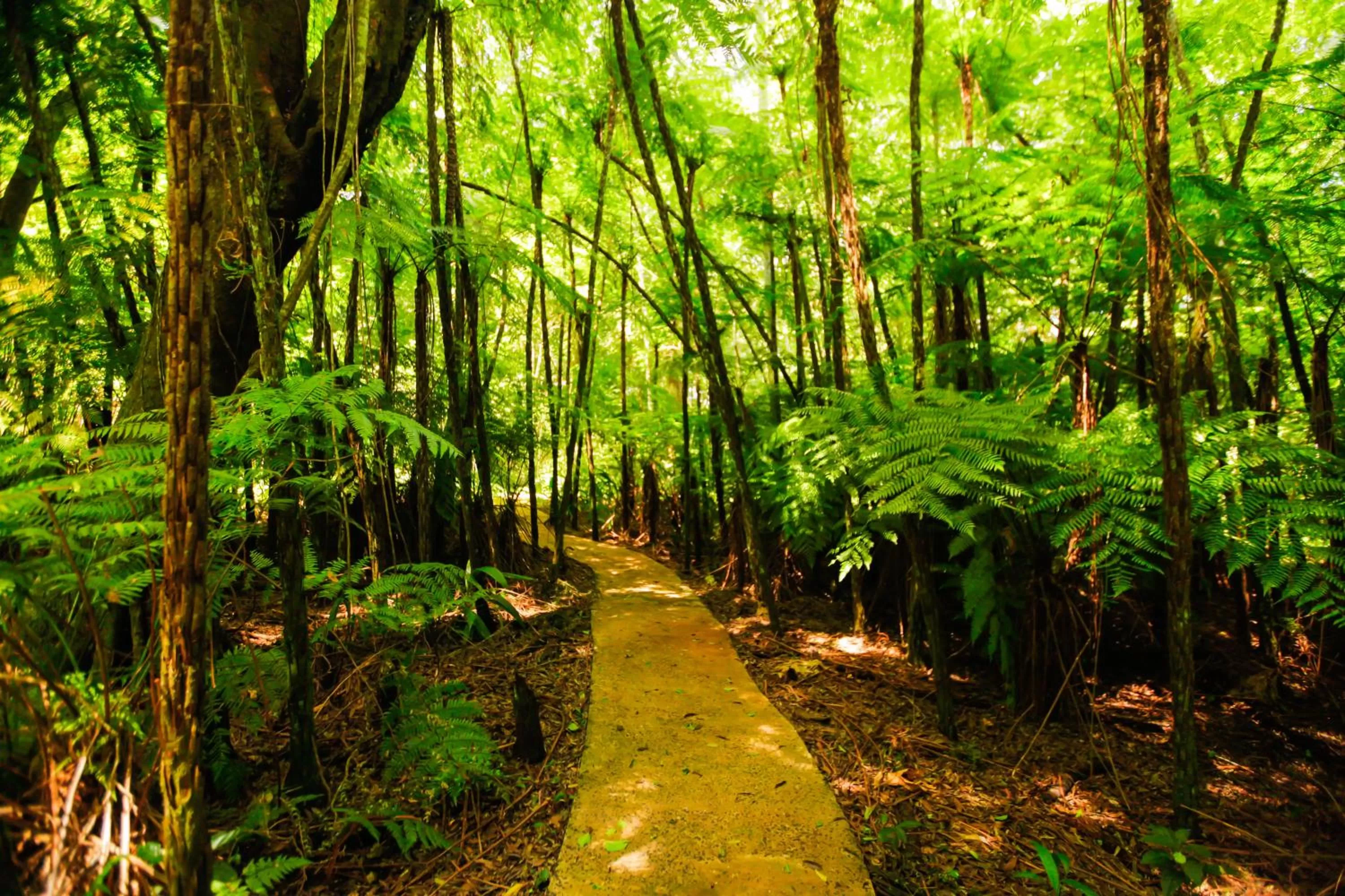 Natural landscape in Vivaz Cataratas Hotel Resort