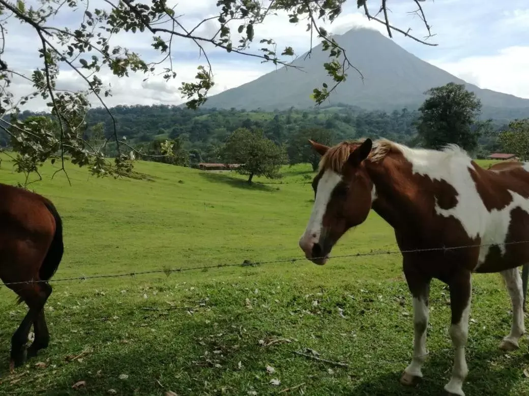 Nearby landmark, Other Animals in Casona Rústica & Bungalow