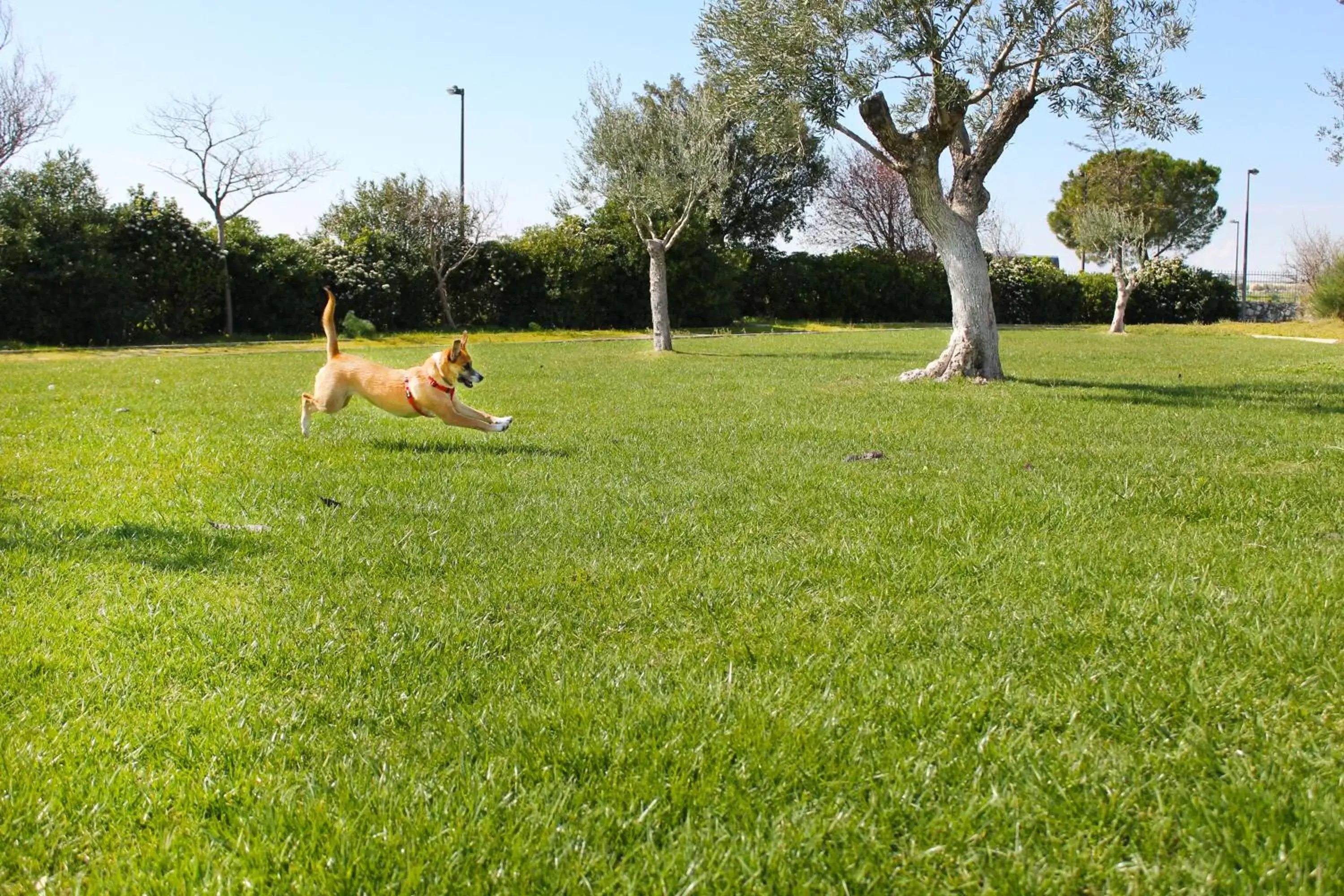 Pets in Regiohotel Manfredi