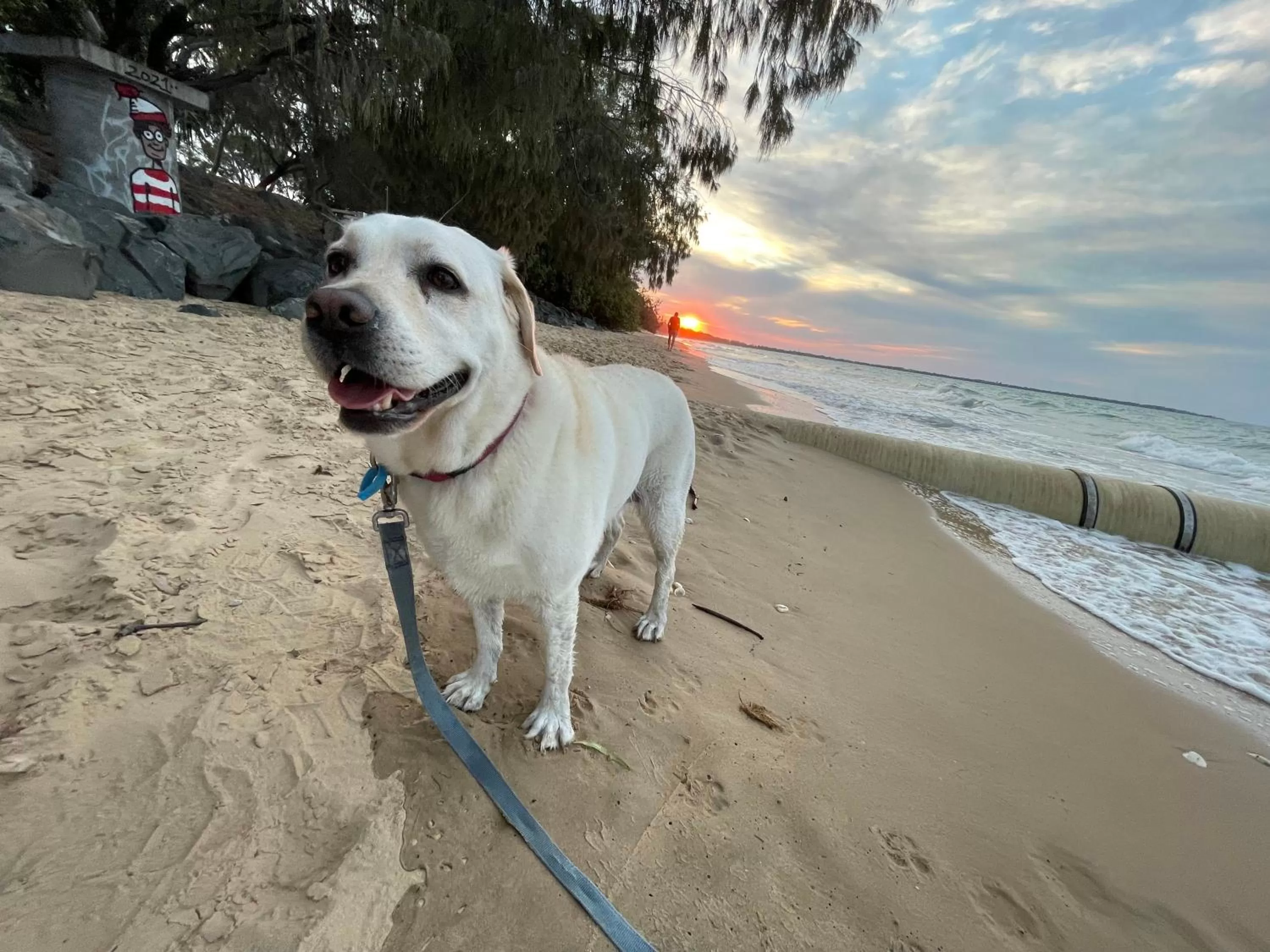 Pets in Torquay Terrace Bed & Breakfast