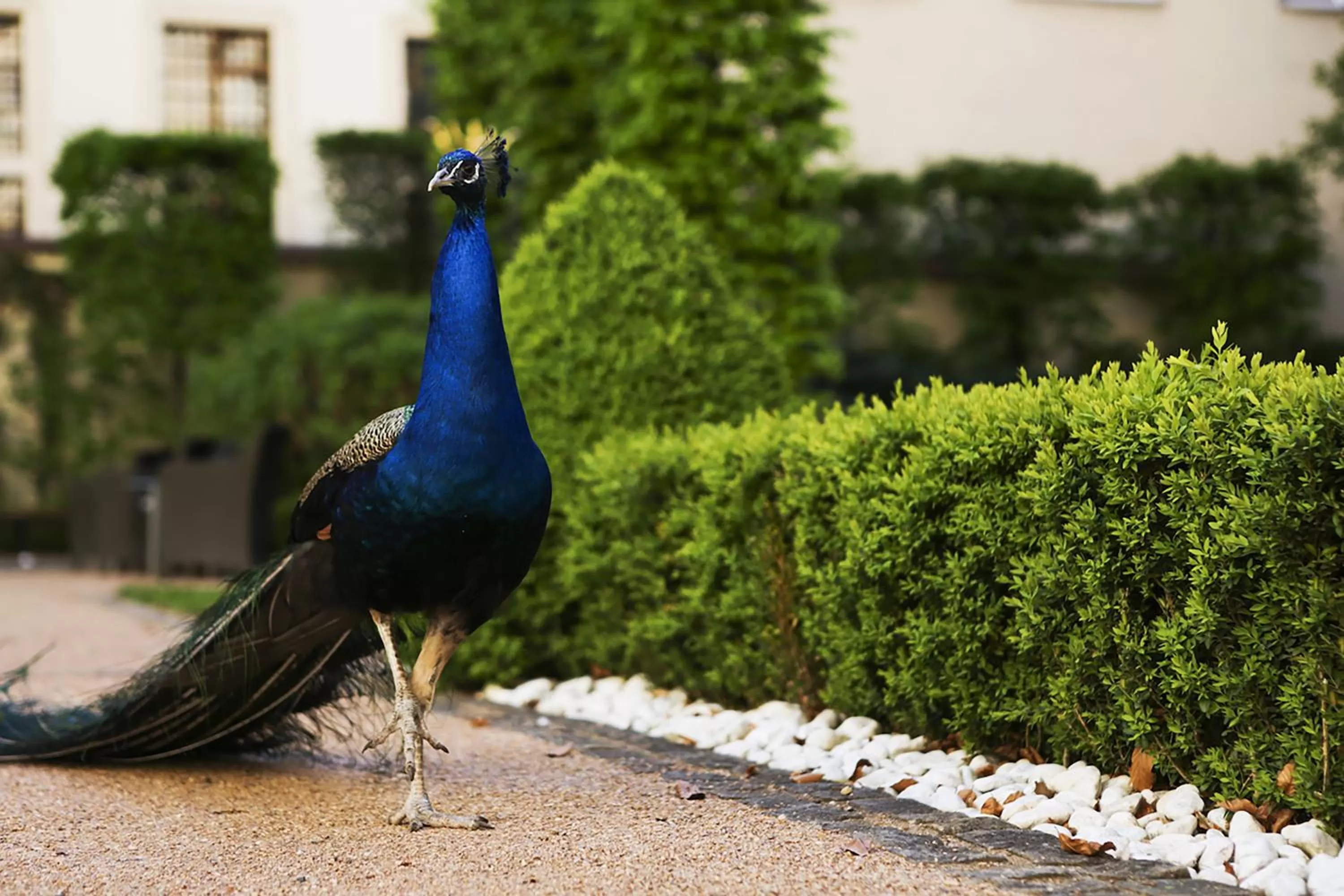 Garden view in The Grand Mark Prague - The Leading Hotels of the World