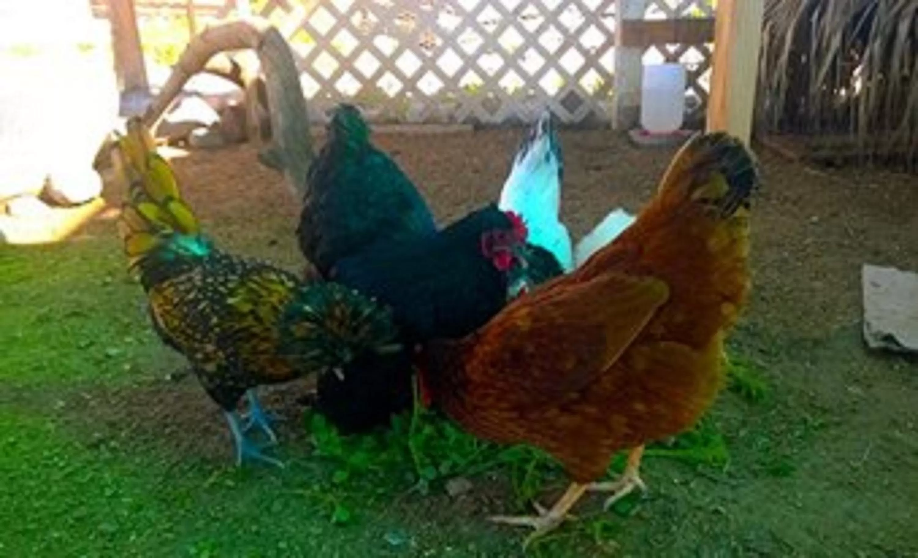 Food and drinks, Other Animals in Hacienda Rancho Santini