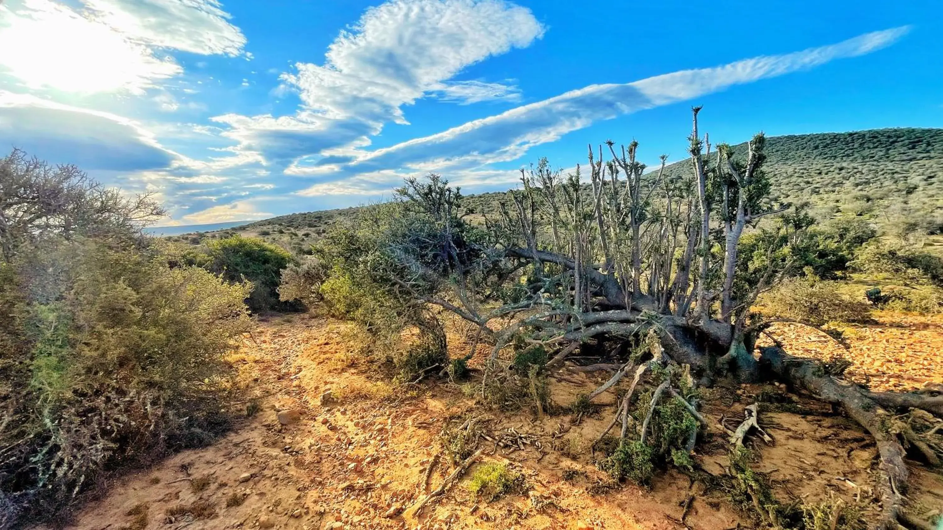 Natural Landscape in Buffelsdrift Game Lodge