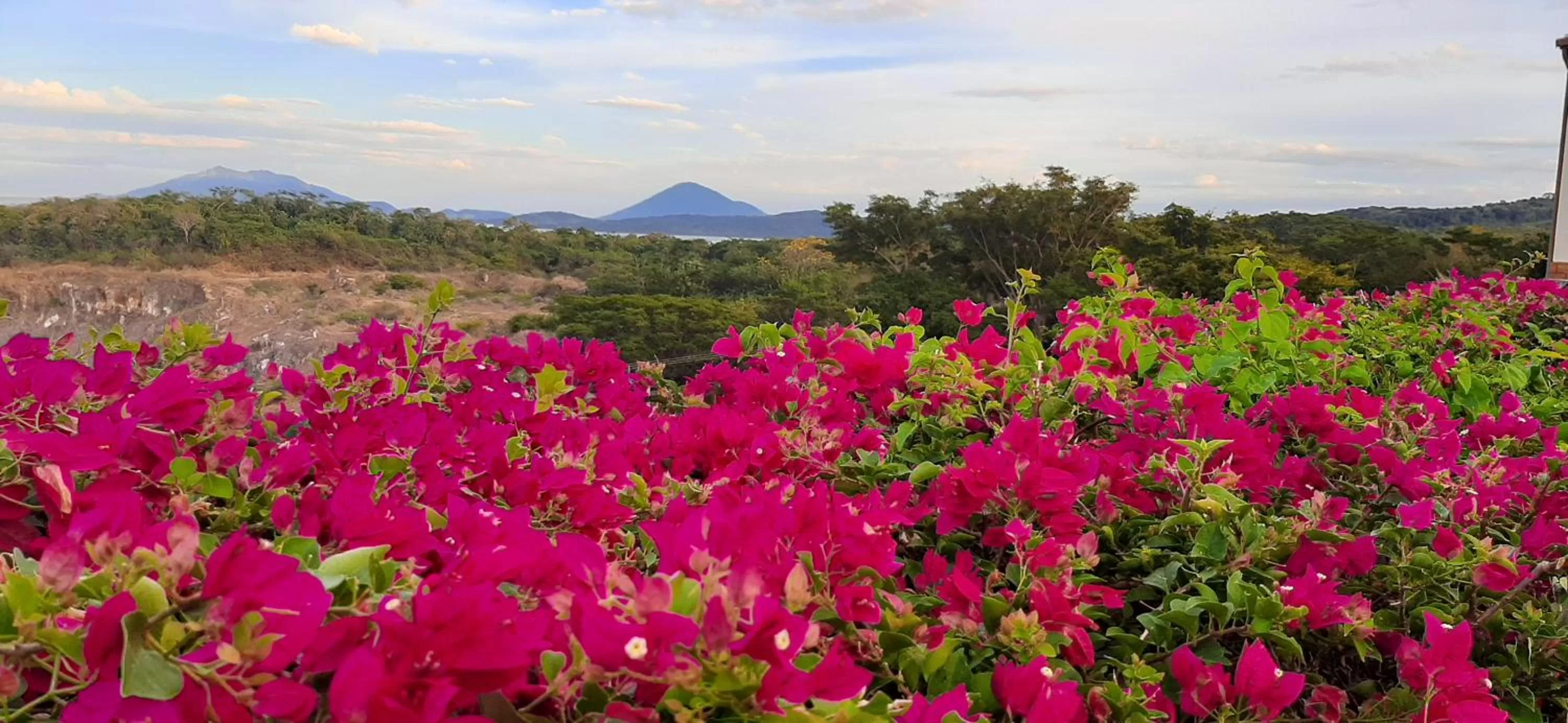 View (from property/room) in Comfort Inn Real La Union